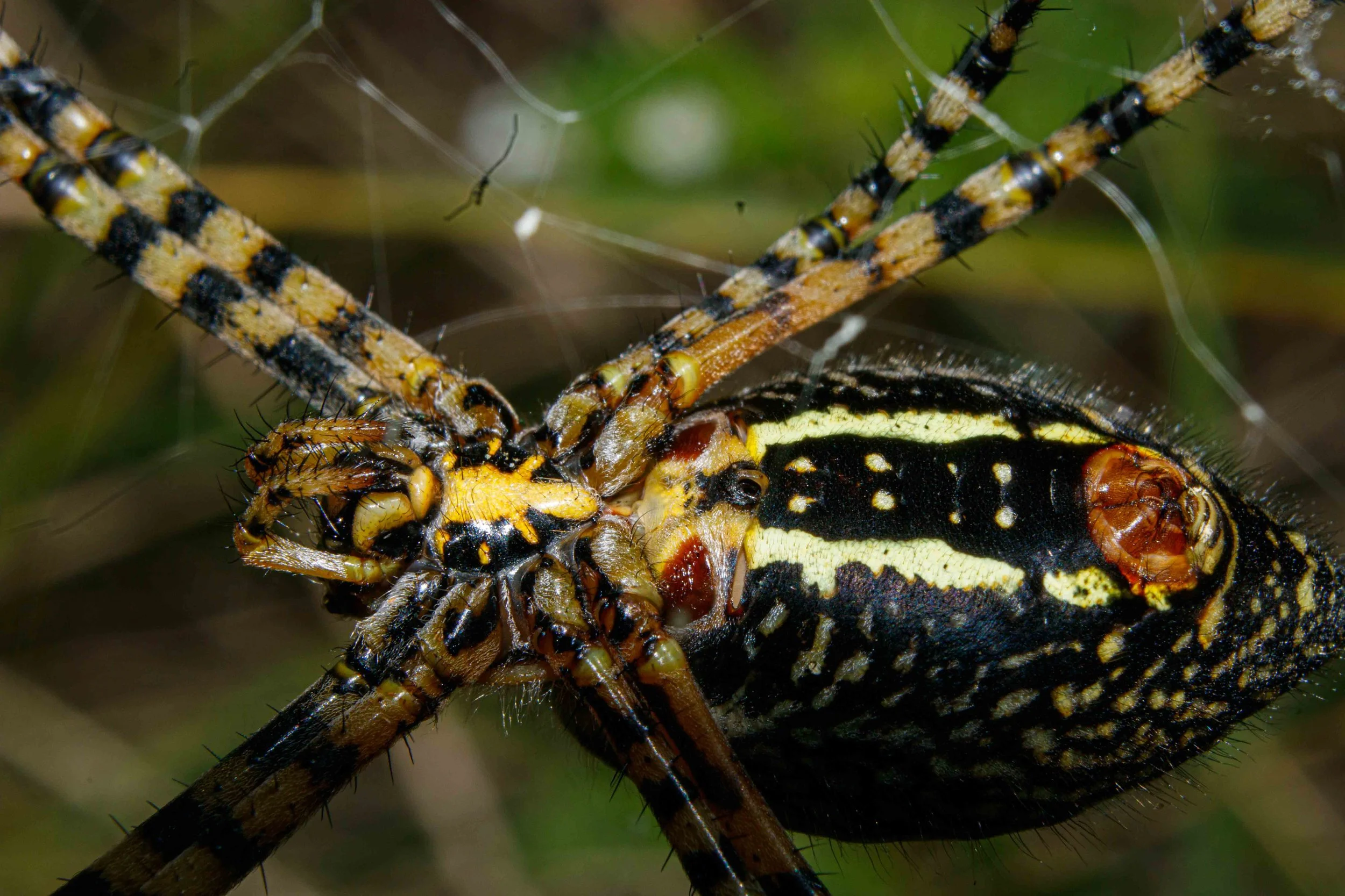 Primer plano de una araña sobre una culebra con patrones negros y amarillos, en su tela de araña, fondo desenfocado.