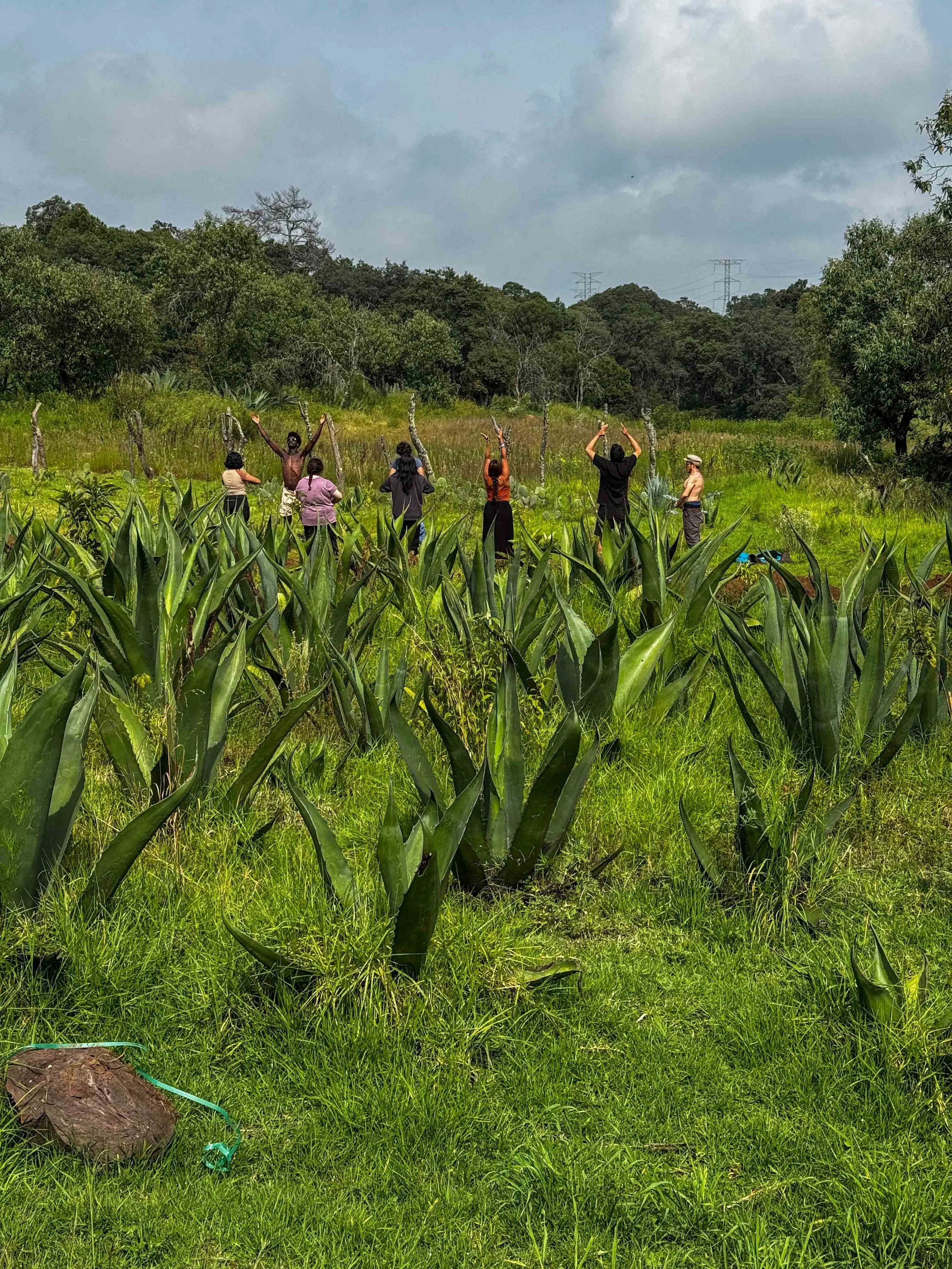 Grupo de personas en un campo haciendo Tai Chi con plantas de agave, algunos levantan los brazos, rodeados de vegetación y árboles, con cielo nublado en el fondo.