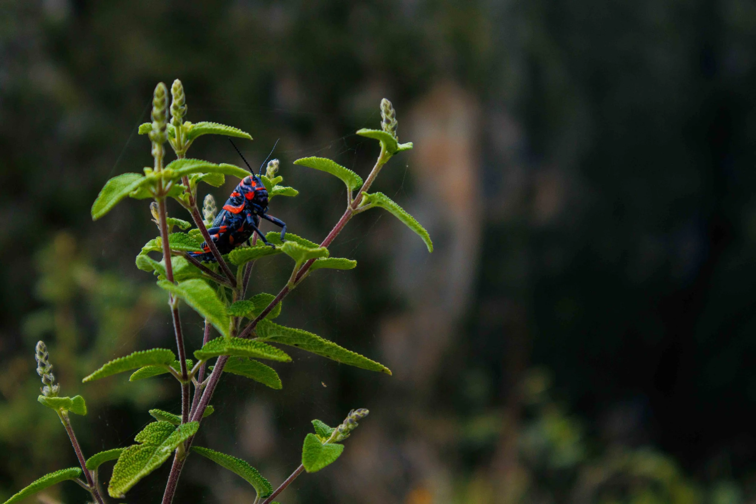Insecto colorido posado sobre una planta con hojas verdes.