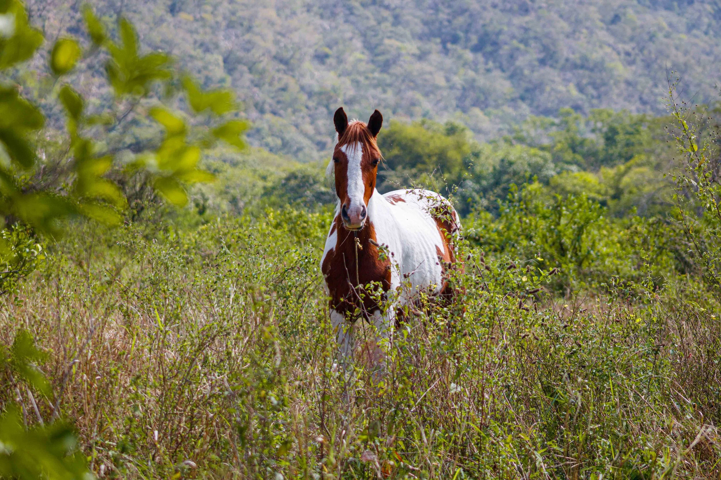 Un caballo de pelaje blanco con manchas marrones en medio de un campo de vegetación densa, con montañas al fondo y árboles alrededor.