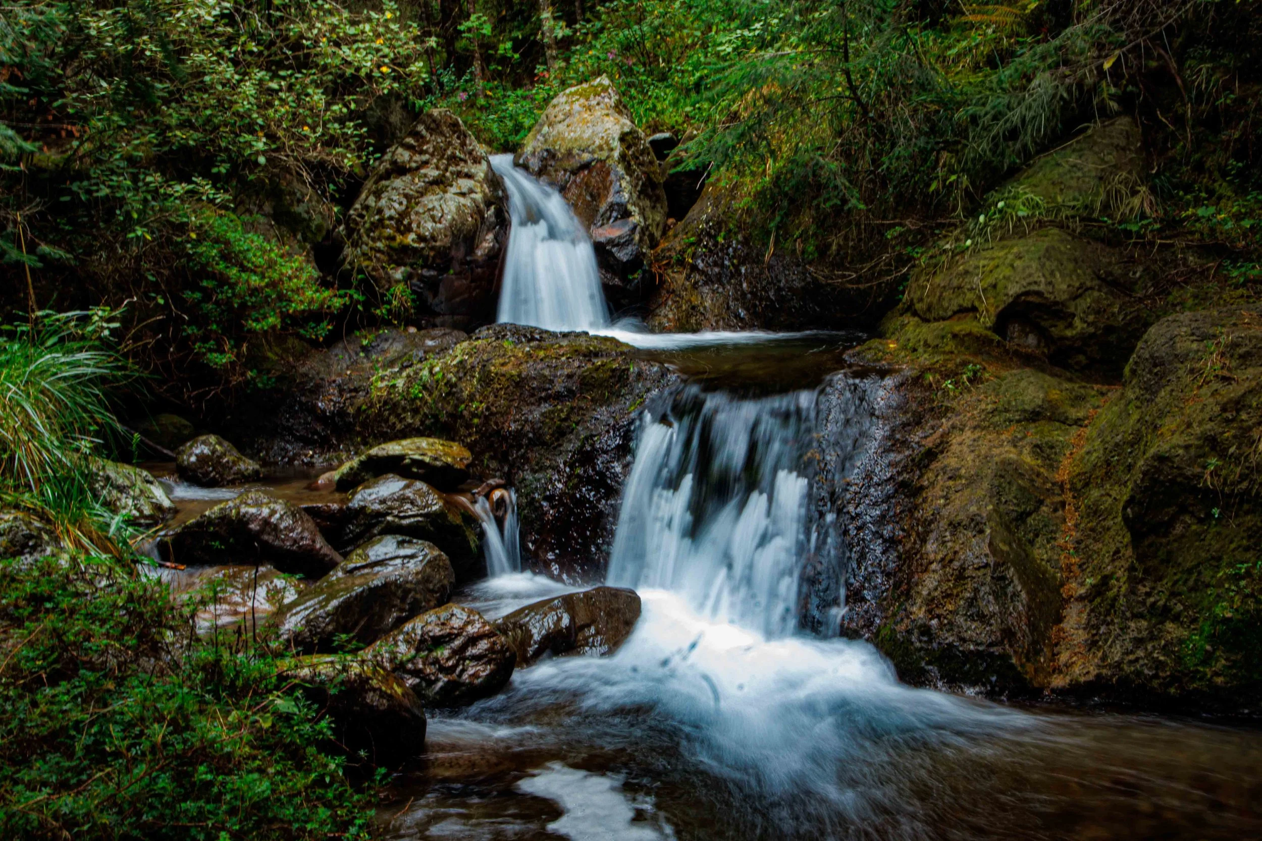 Un pequeño arroyo de agua clara que fluye entre rocas cubiertas de musgo, rodeado de vegetación verde en un bosque.