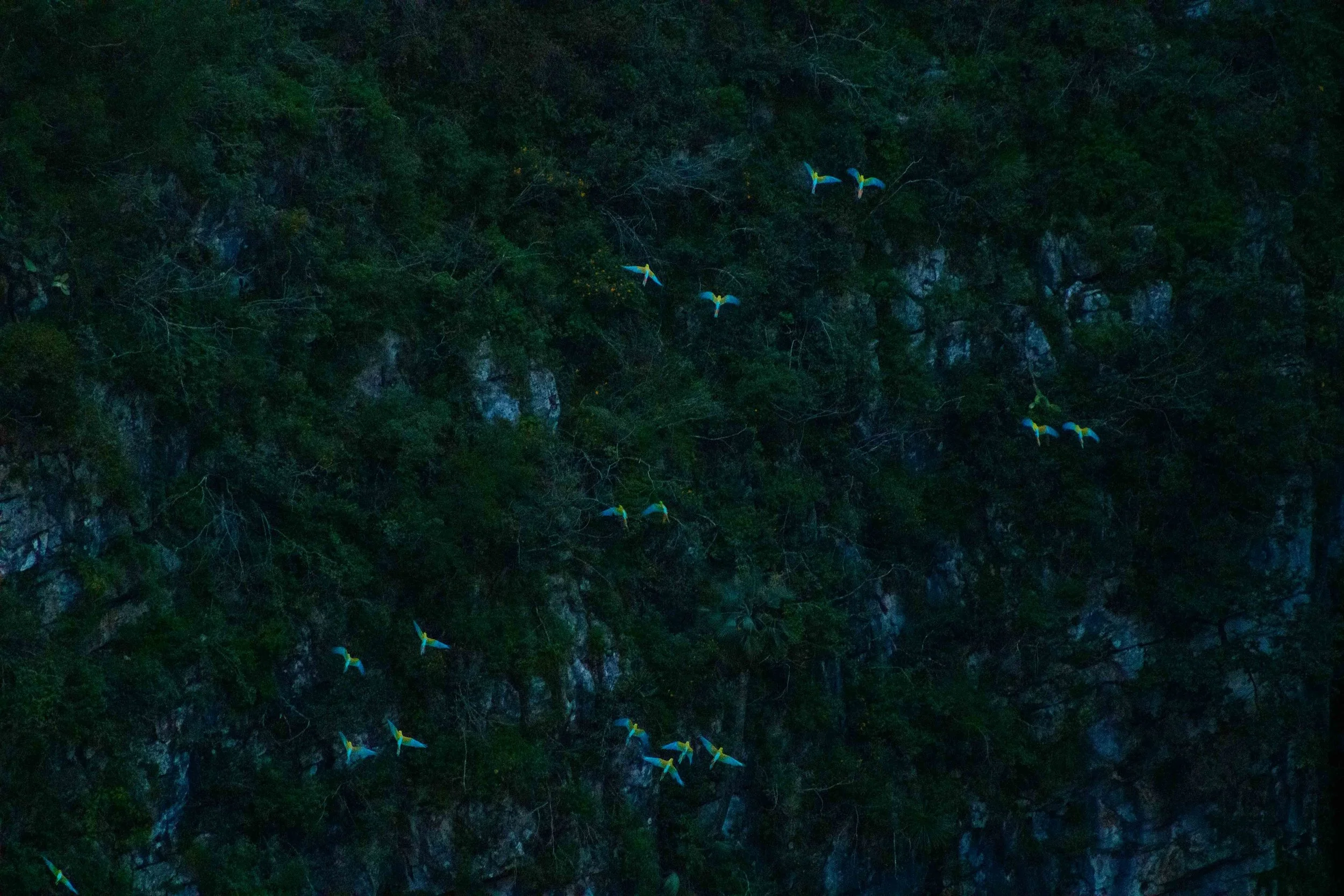 Grupo de guacamayas verdes volando sobre un área rocosa y cubierta de vegetación en un entorno natural