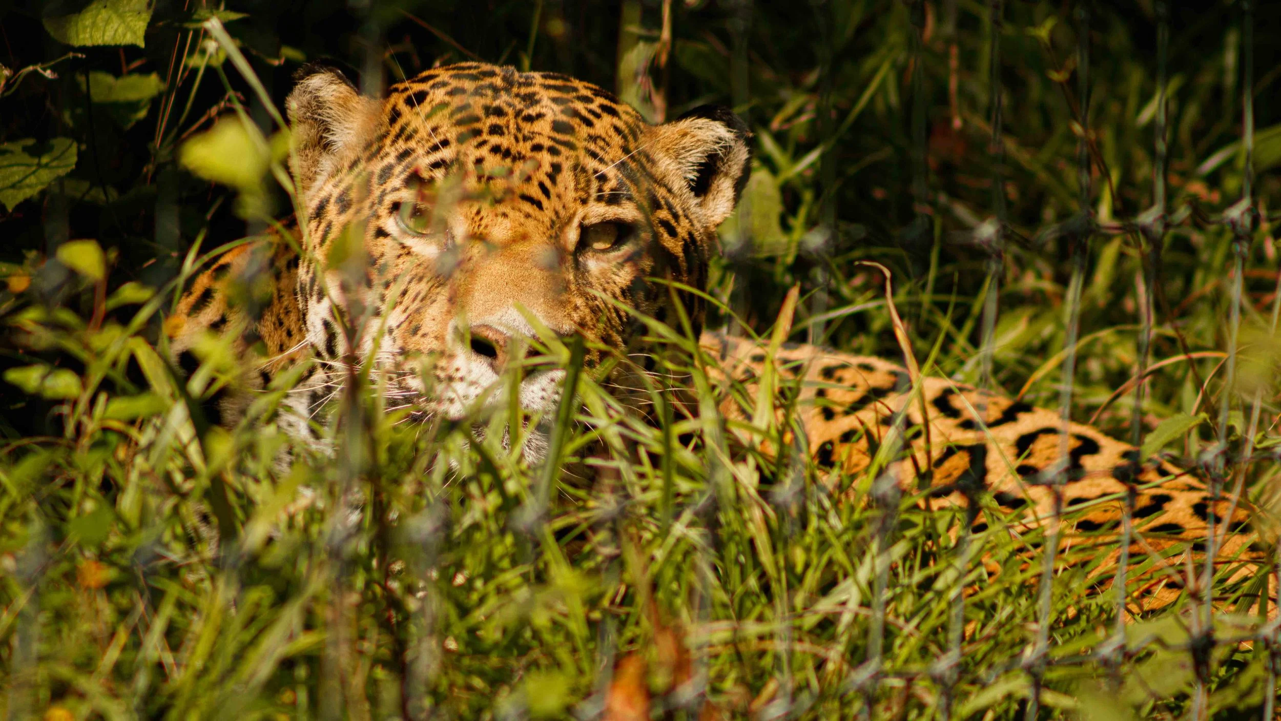Un jaguar acostado en la hierba con su cabeza parcialmente cubierta por las plantas.