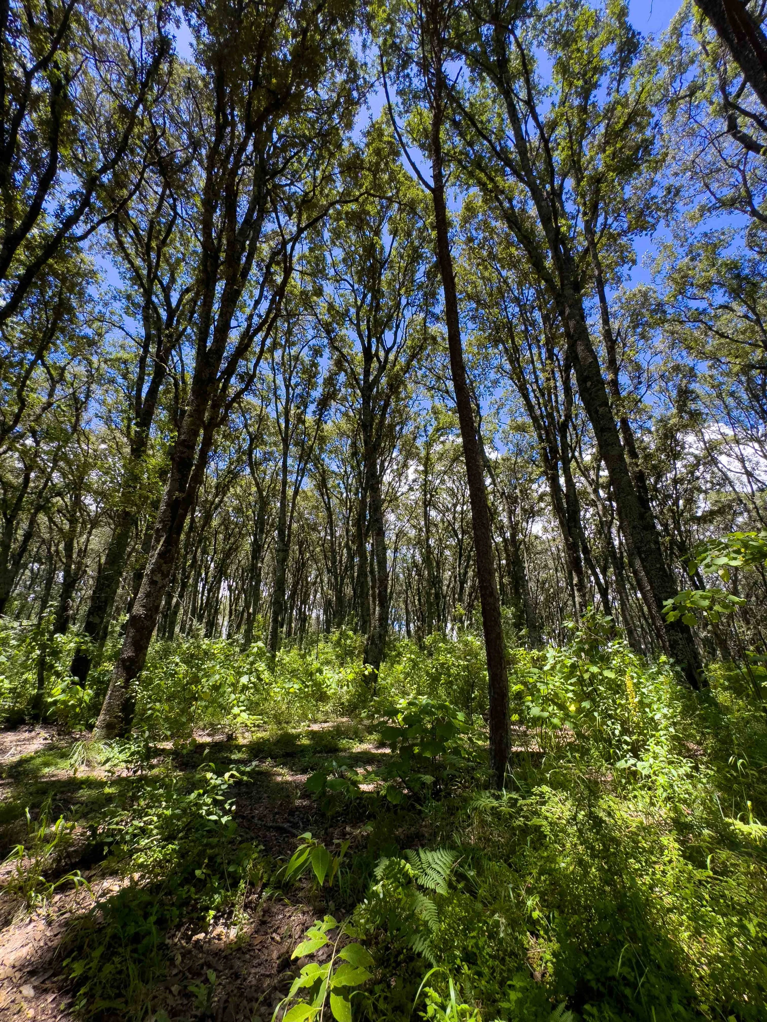 Árboles altos y frondosos en un bosque con cielo azul visible a través de las ramas.