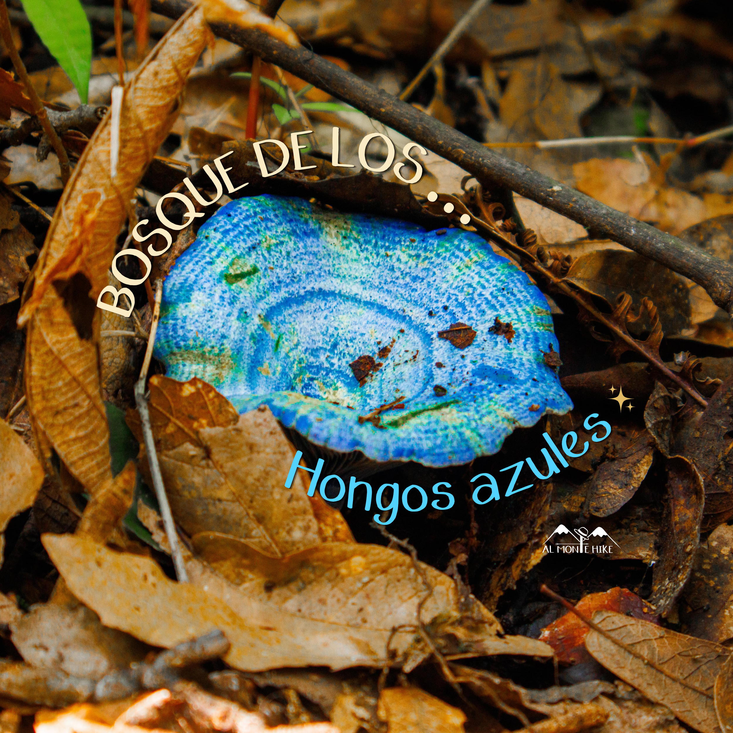 Bosque de los hongos azules, Mor.