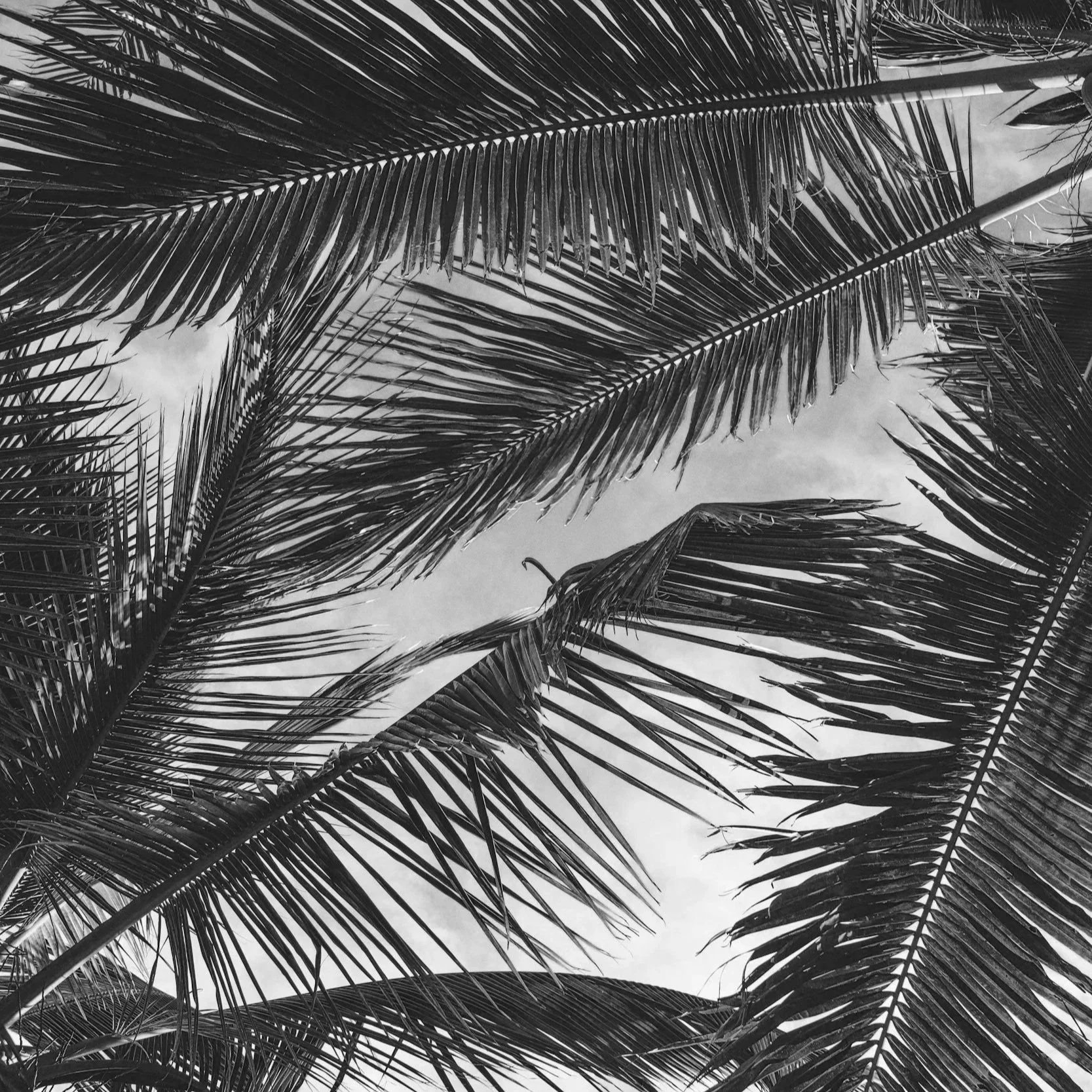 Black and white photo of palm tree fronds against a cloudy sky.