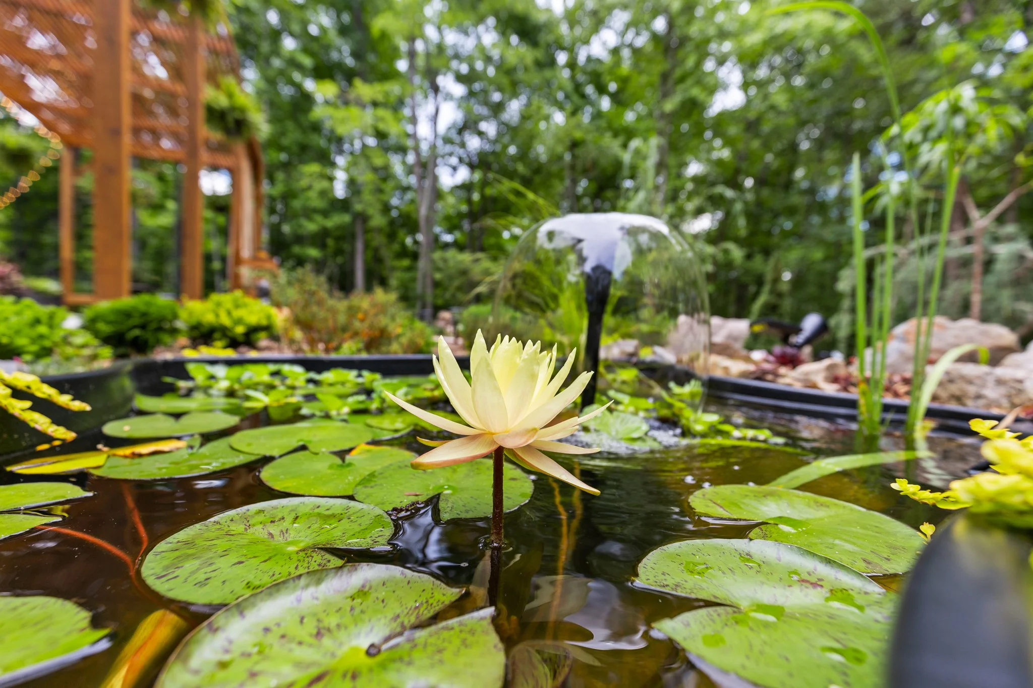 A white water lily flower blooming in a pond with green lily pads, water, and a water fountain in the background, surrounded by trees.