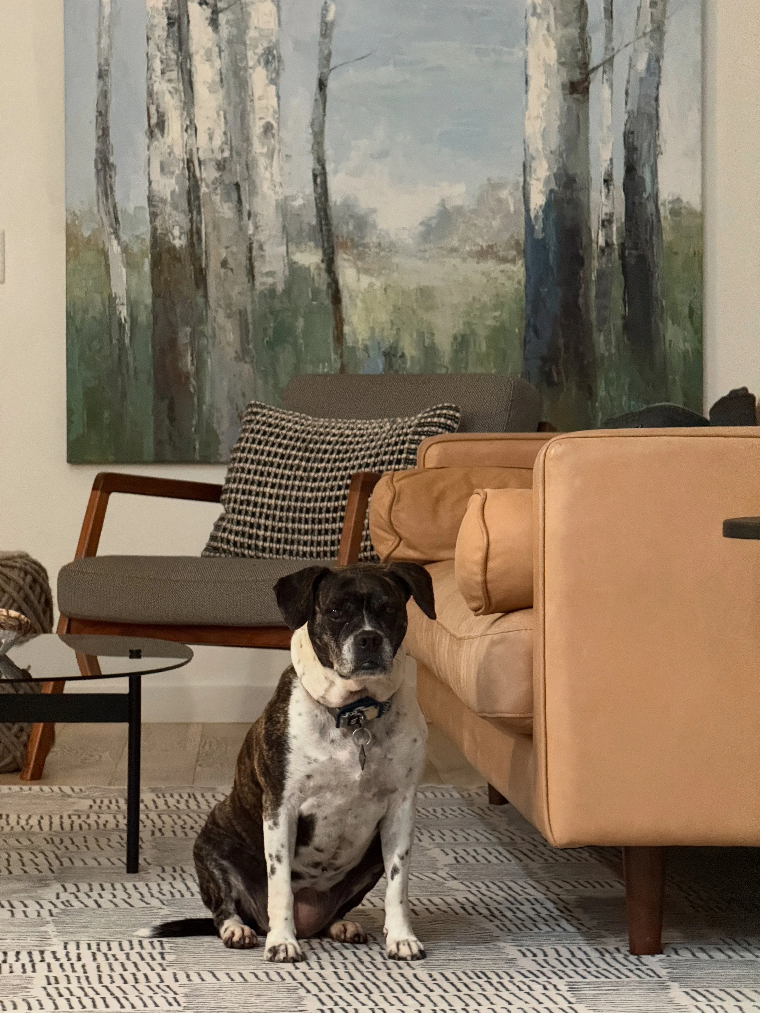 A black and white dog with brown markings sitting on a patterned rug in a living room. The dog wears a collar and looks directly at the camera. In the background, there's a beige couch, a wooden chair with a plaid pillow, and a large painting of a forest scene with trees.