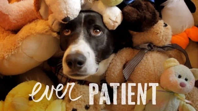 PURINA / real dogs