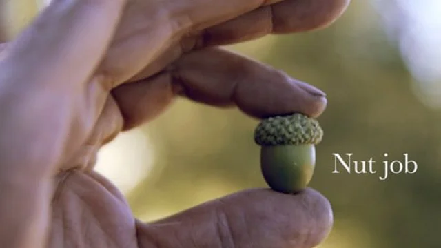 NUTJOB / a billion tree initiative