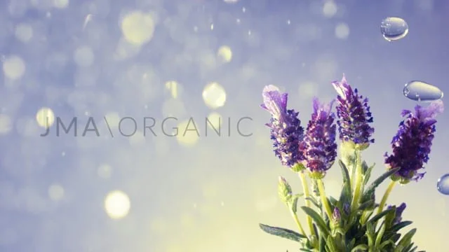 Lavender flowers with water droplets and organic text in the background.