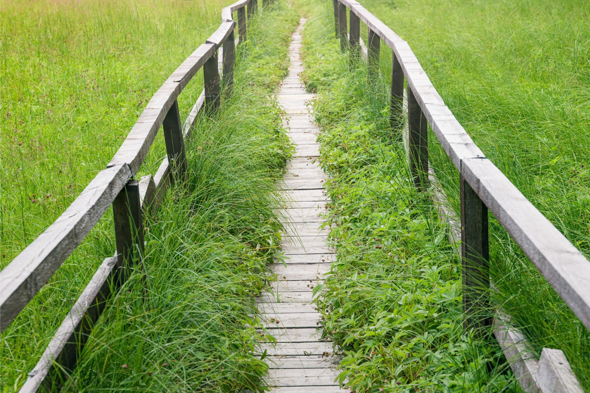 Wooden footbridge overgrown with grass and greenery in a field.
