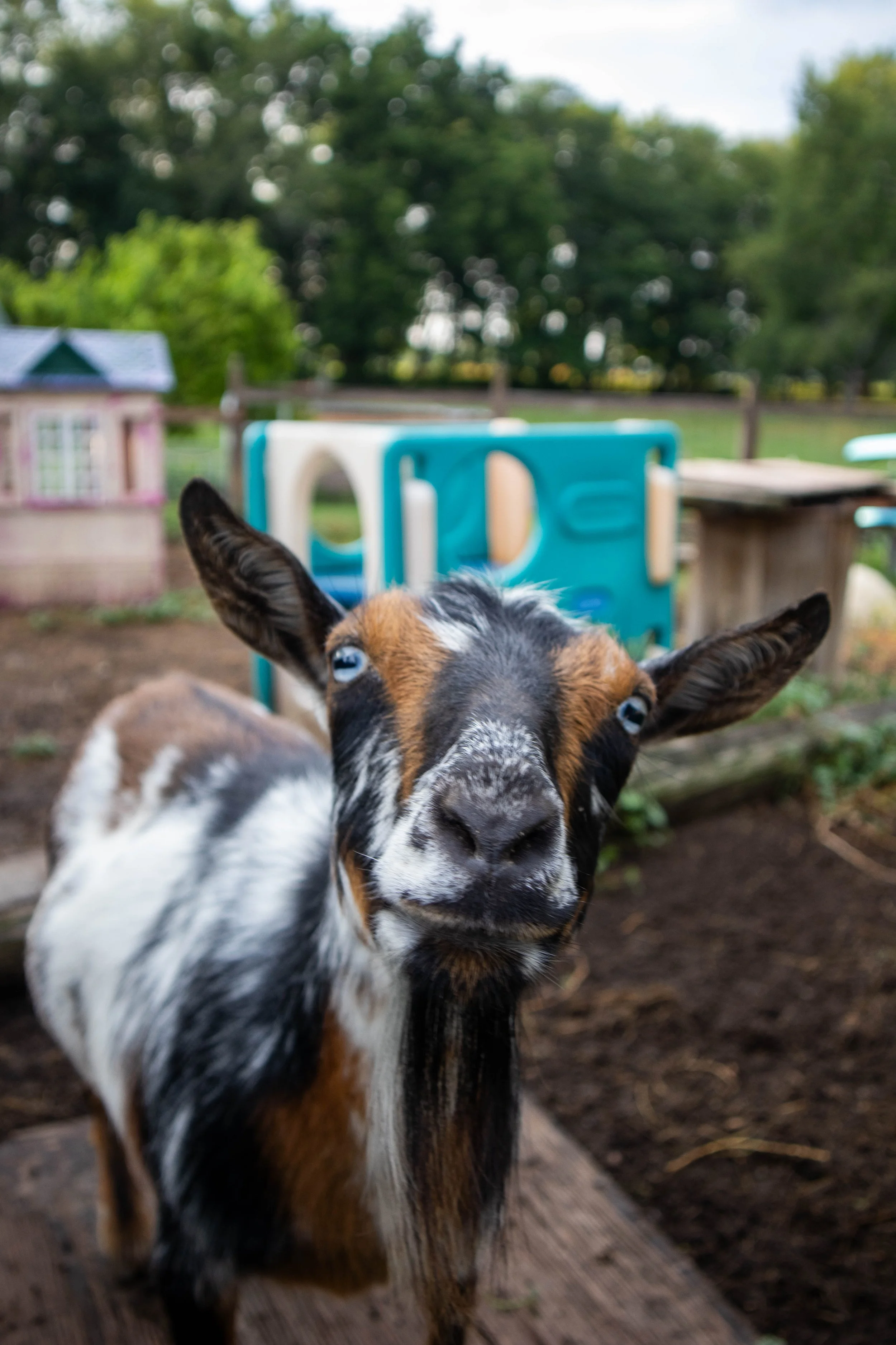 Close-up of a goat with blue eyes and a mixed brown, black, and white coat, standing outdoors on a farmyard.