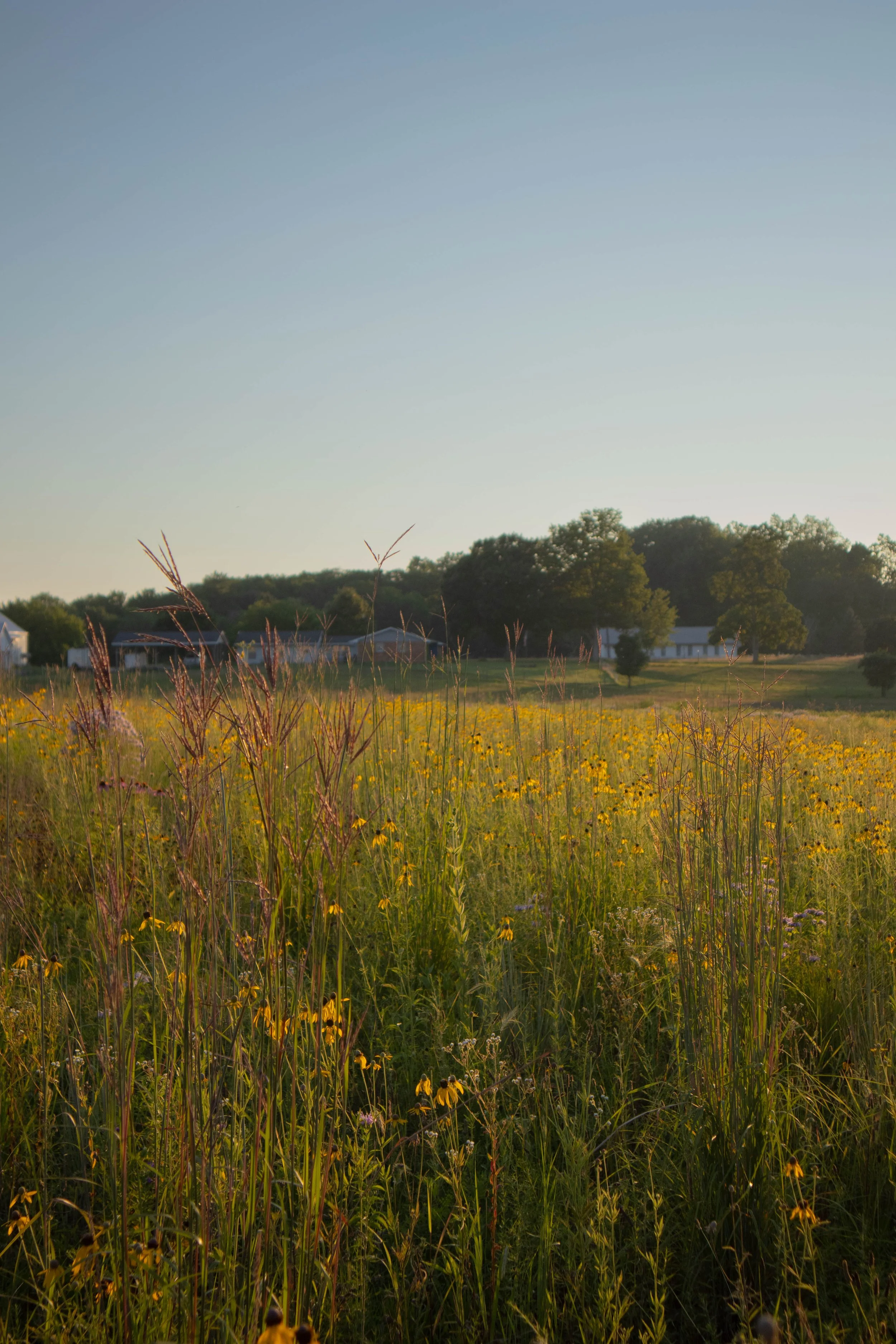 A rural landscape with a grassy field filled with yellow wildflowers, a line of trees in the background, and houses or barns in the distance under a clear blue sky.