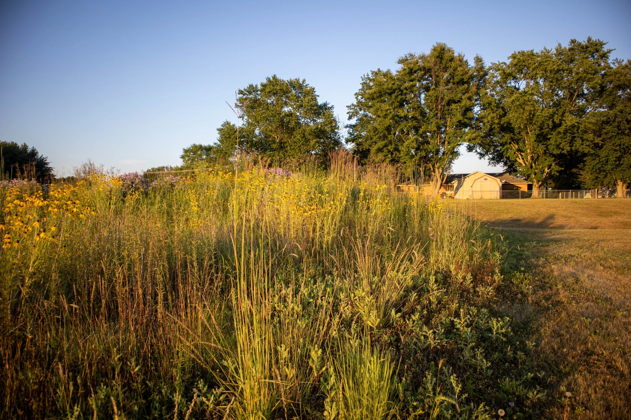 A rural landscape with tall grass and wildflowers in the foreground, trees in the middle ground, and a house with a chain-link fence in the background, under a clear blue sky.