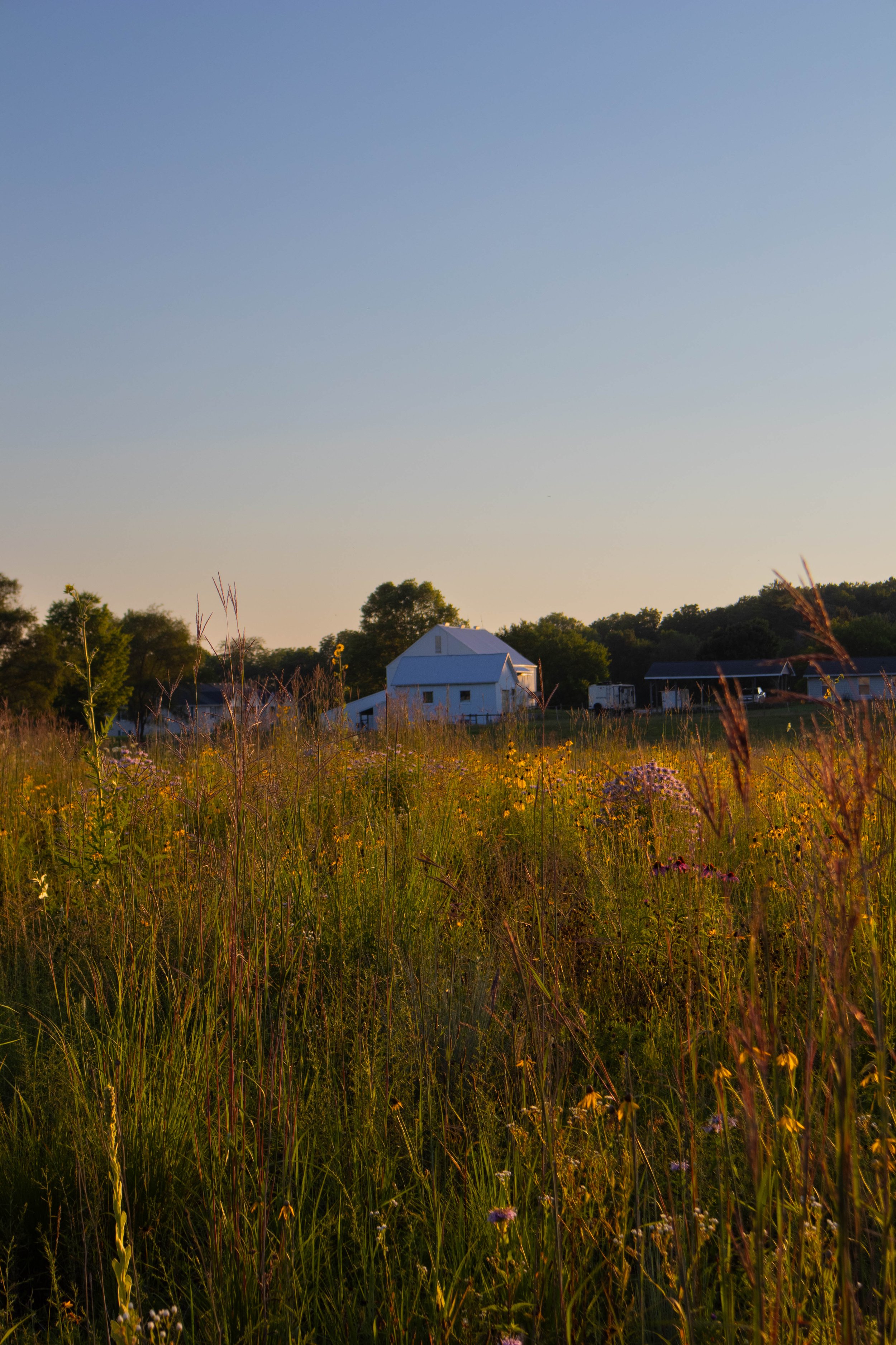A rural landscape with a field of wildflowers and tall grasses in the foreground, a white barn and other farm buildings in the middle ground, and trees under a clear blue sky in the background.