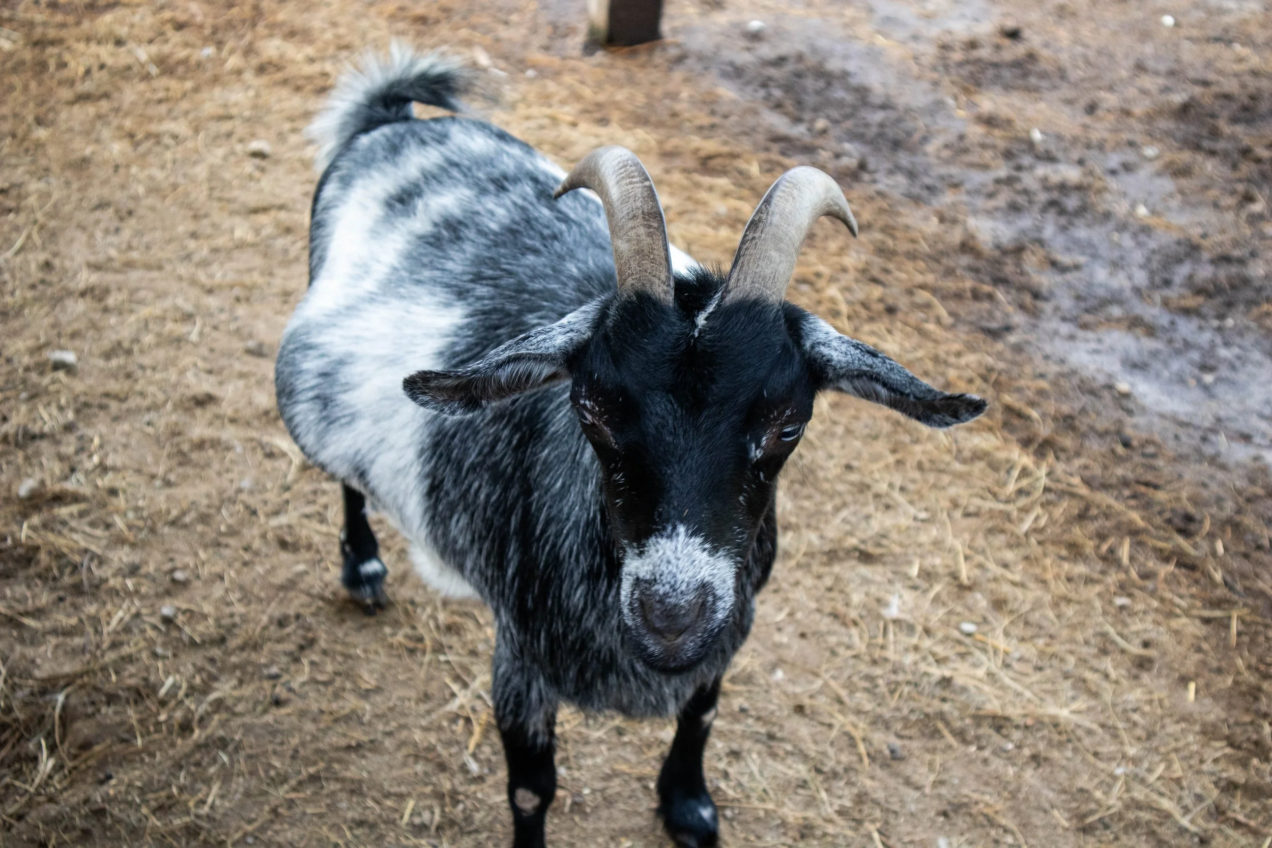 A black and white goat with curved horns standing on gravel ground.
