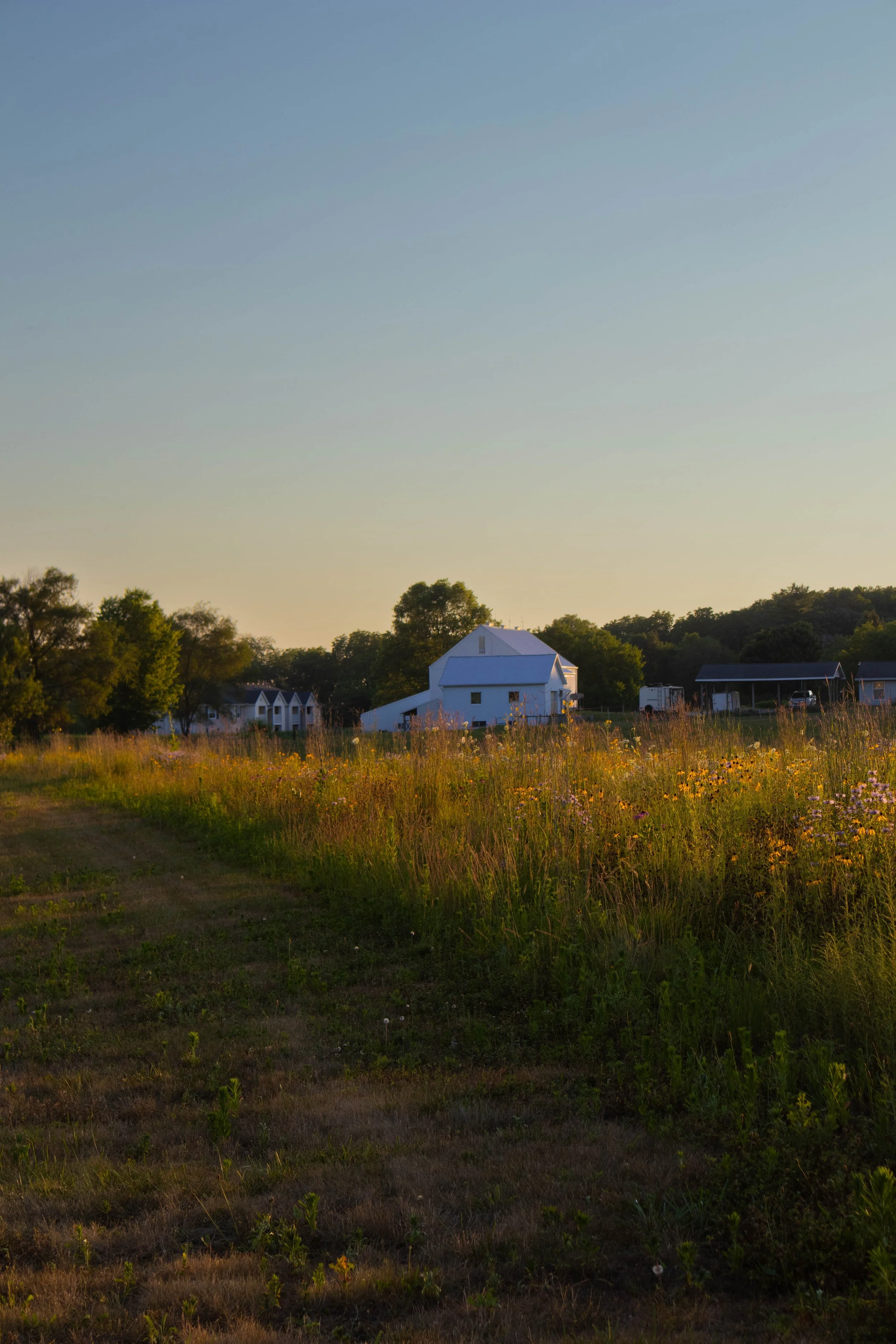 A rural scene during sunset with a white barn, smaller buildings, and trees in the background, and a grassy field with wildflowers in the foreground.