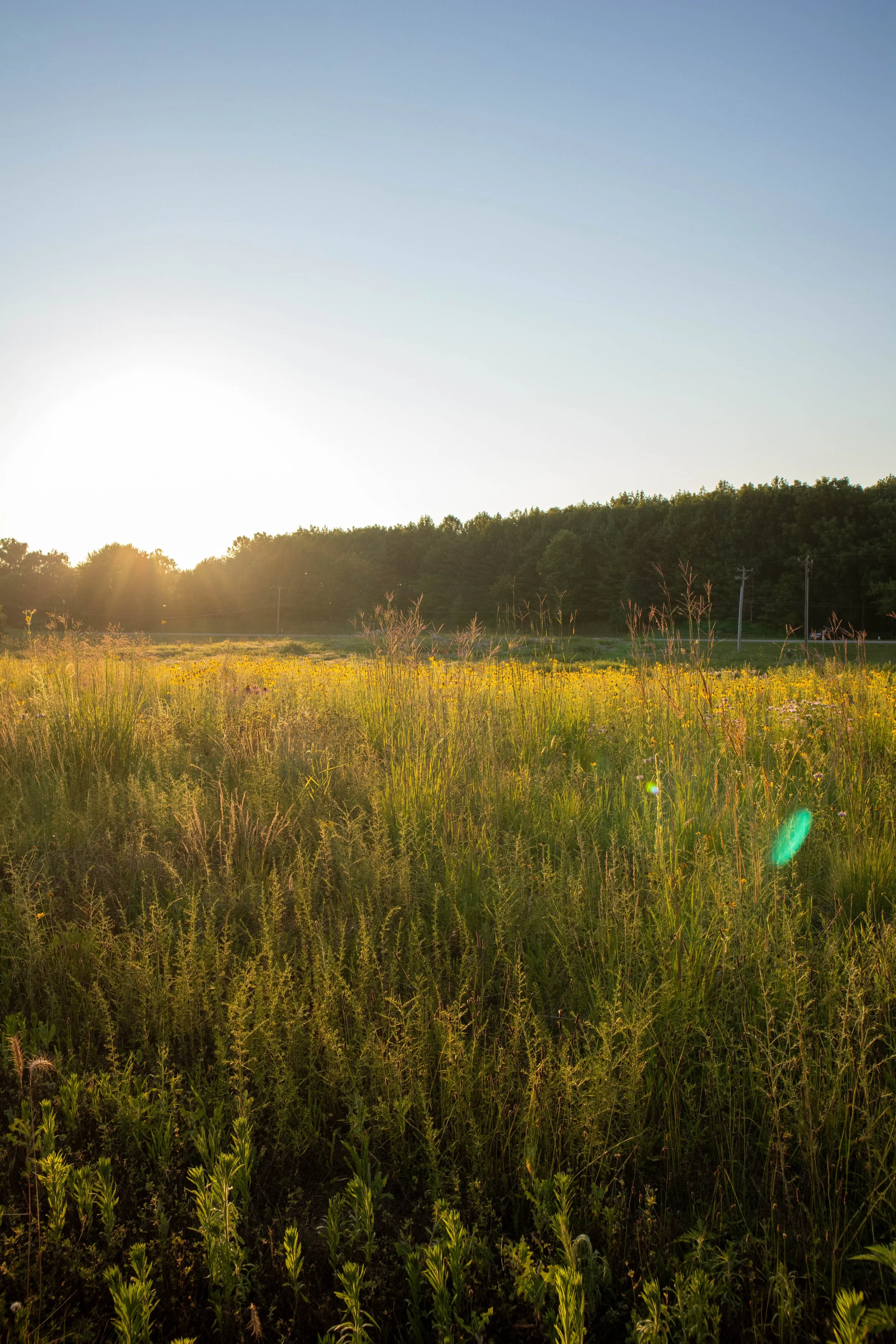 Open field of tall grass and wildflowers with a line of trees in the background under a clear blue sky, backlit by the setting or rising sun.