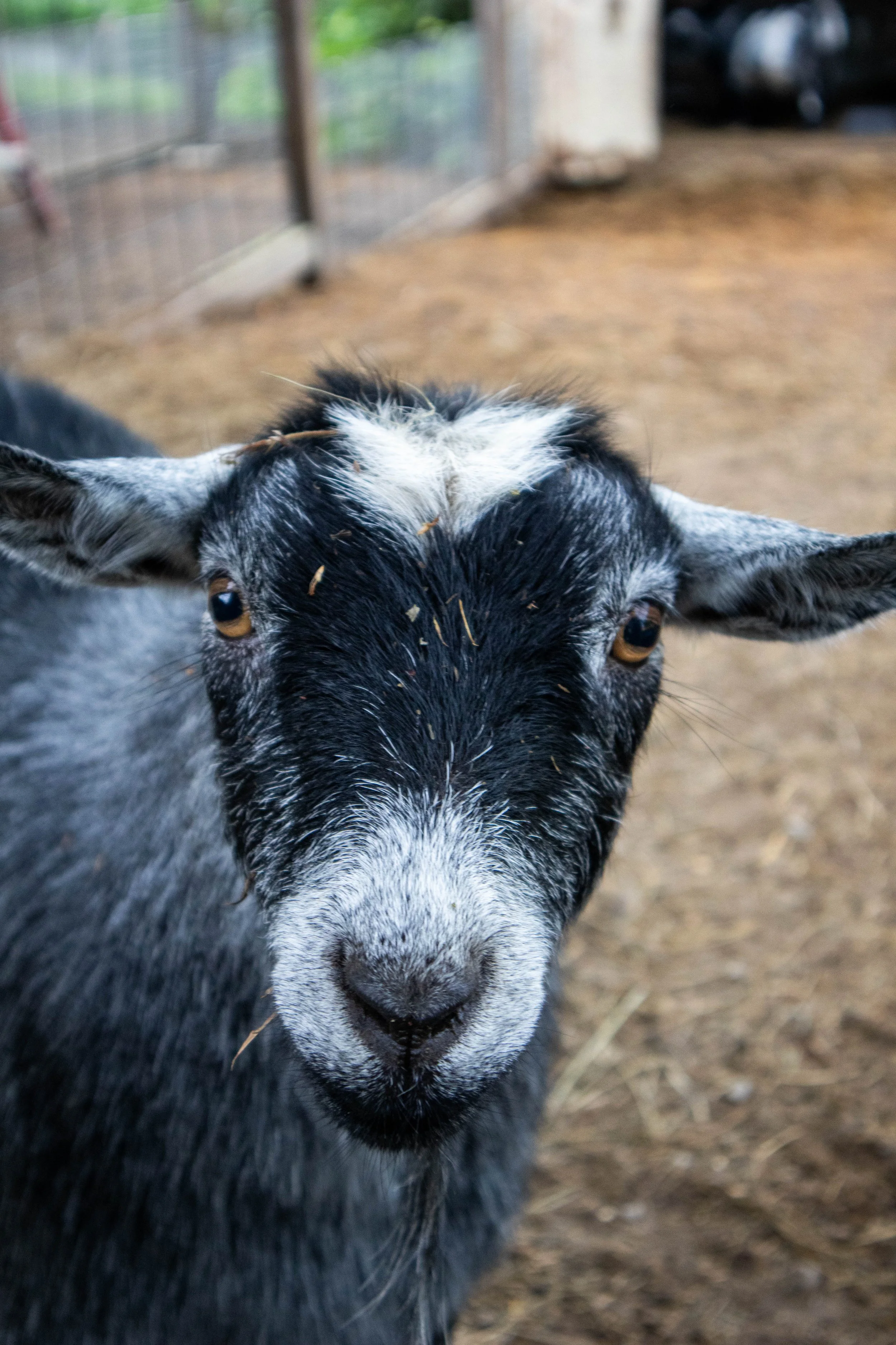 Close-up of a black and white goat with yellow eyes, looking directly at the camera in a farm setting.