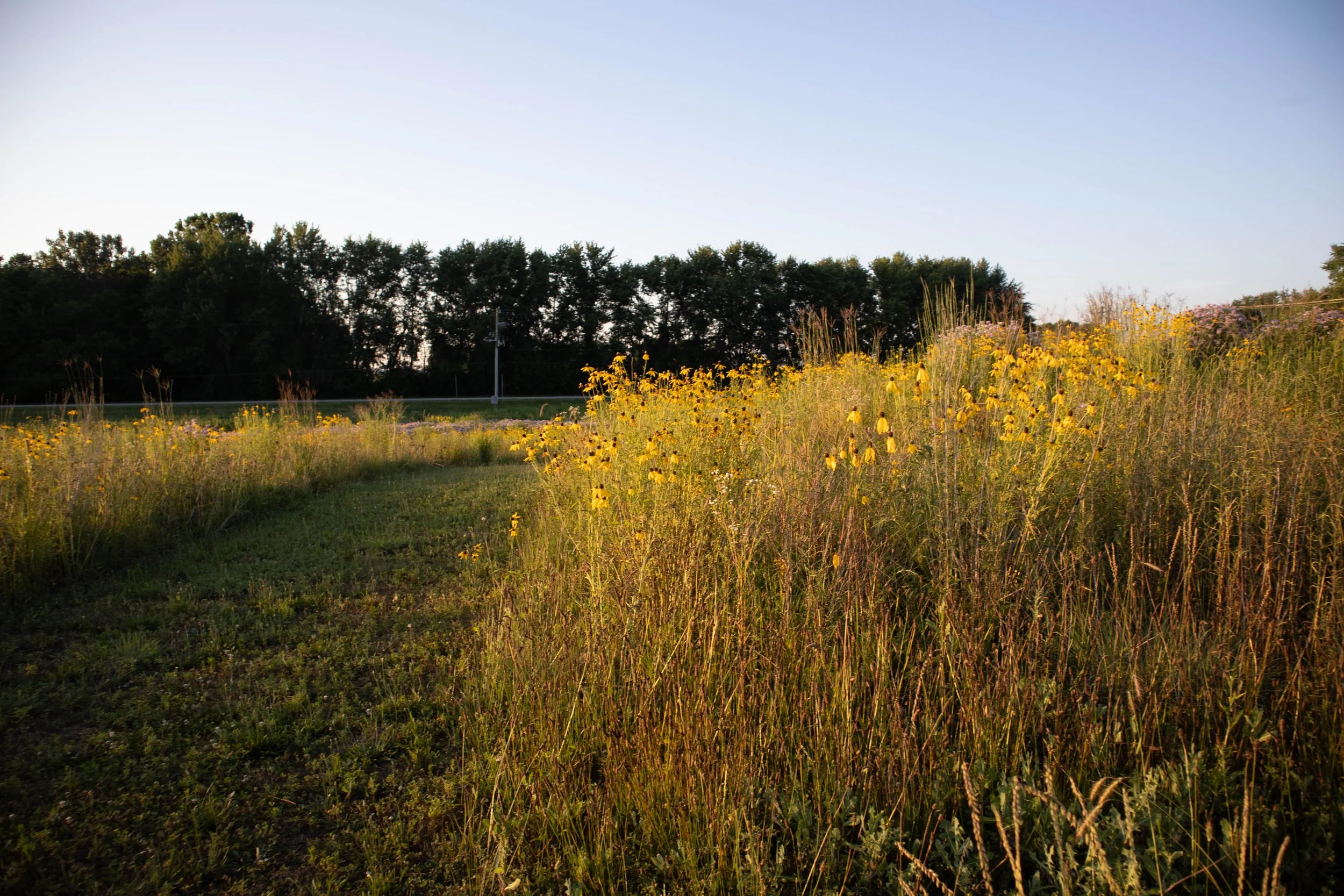 A field of yellow wildflowers and tall grass with a line of trees in the background under a clear sky.