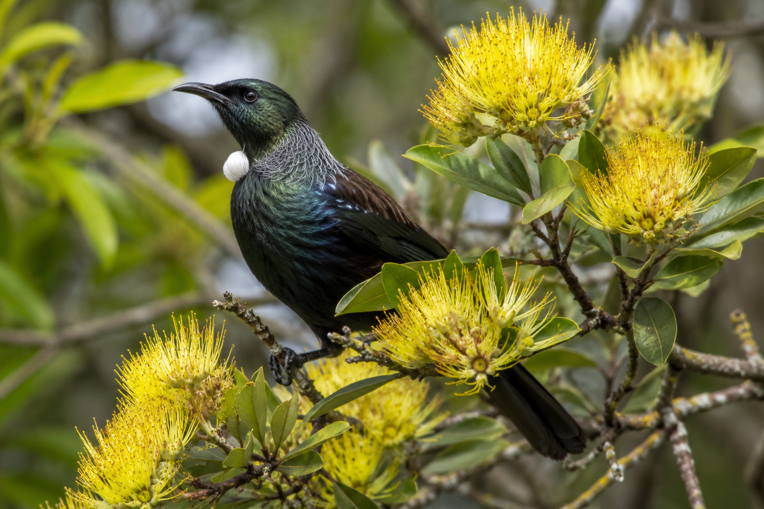 Best Plants for Auckland Gardens