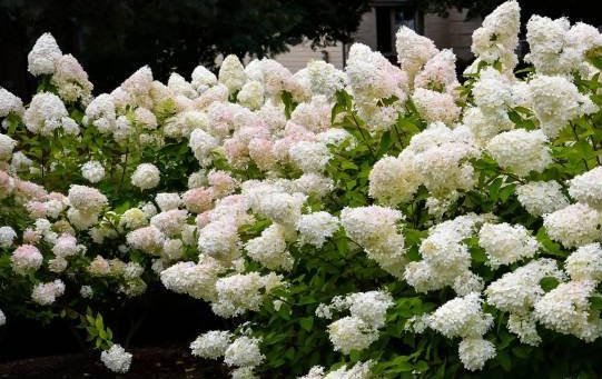 When to Prune Hydrangeas in New Zealand: A Gardener’s Guide