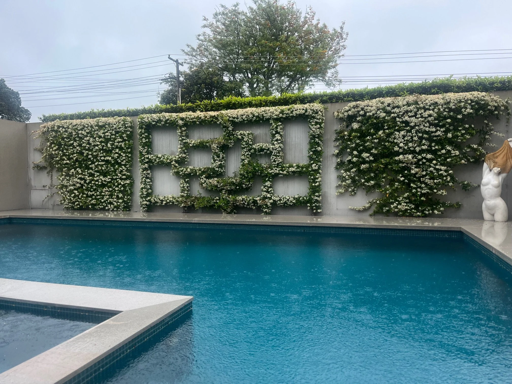 A swimming pool with steps leading into the water, surrounded by a white concrete deck, and a white wall covered in lush white flowering vines with a large tree and power lines in the background.