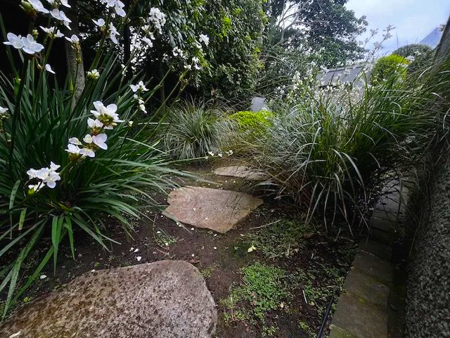 A small garden pathway with large rocks, surrounded by various green plants and white flowers, with a background of trees and a fence.
