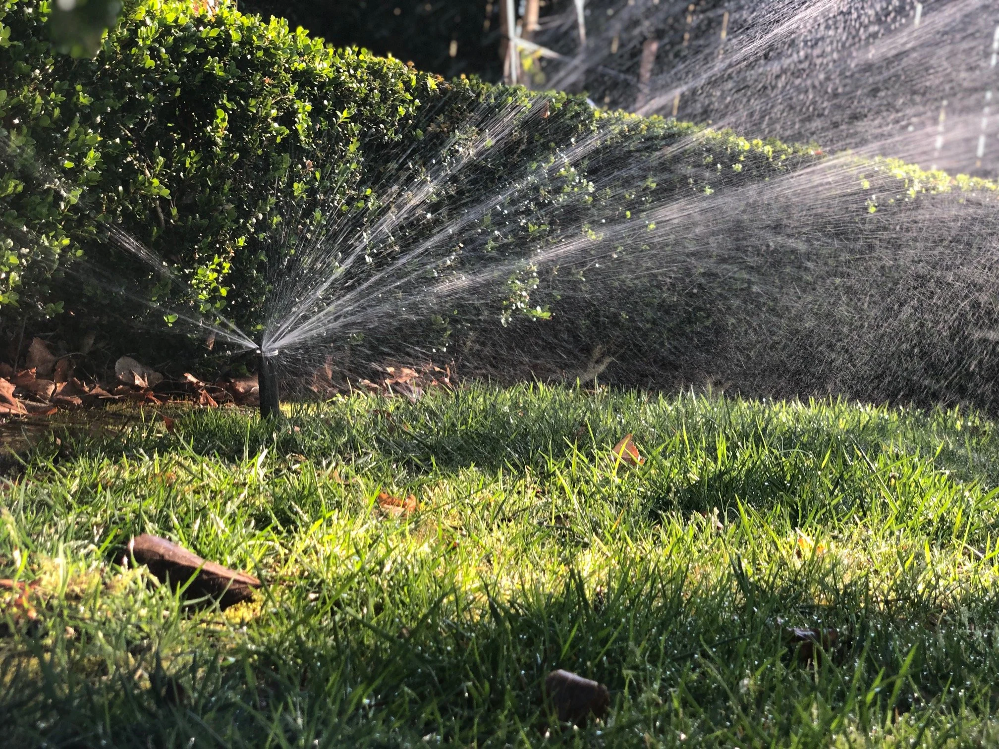 Close-up of a sprinkler watering grass and bushes in a garden on a sunny day.