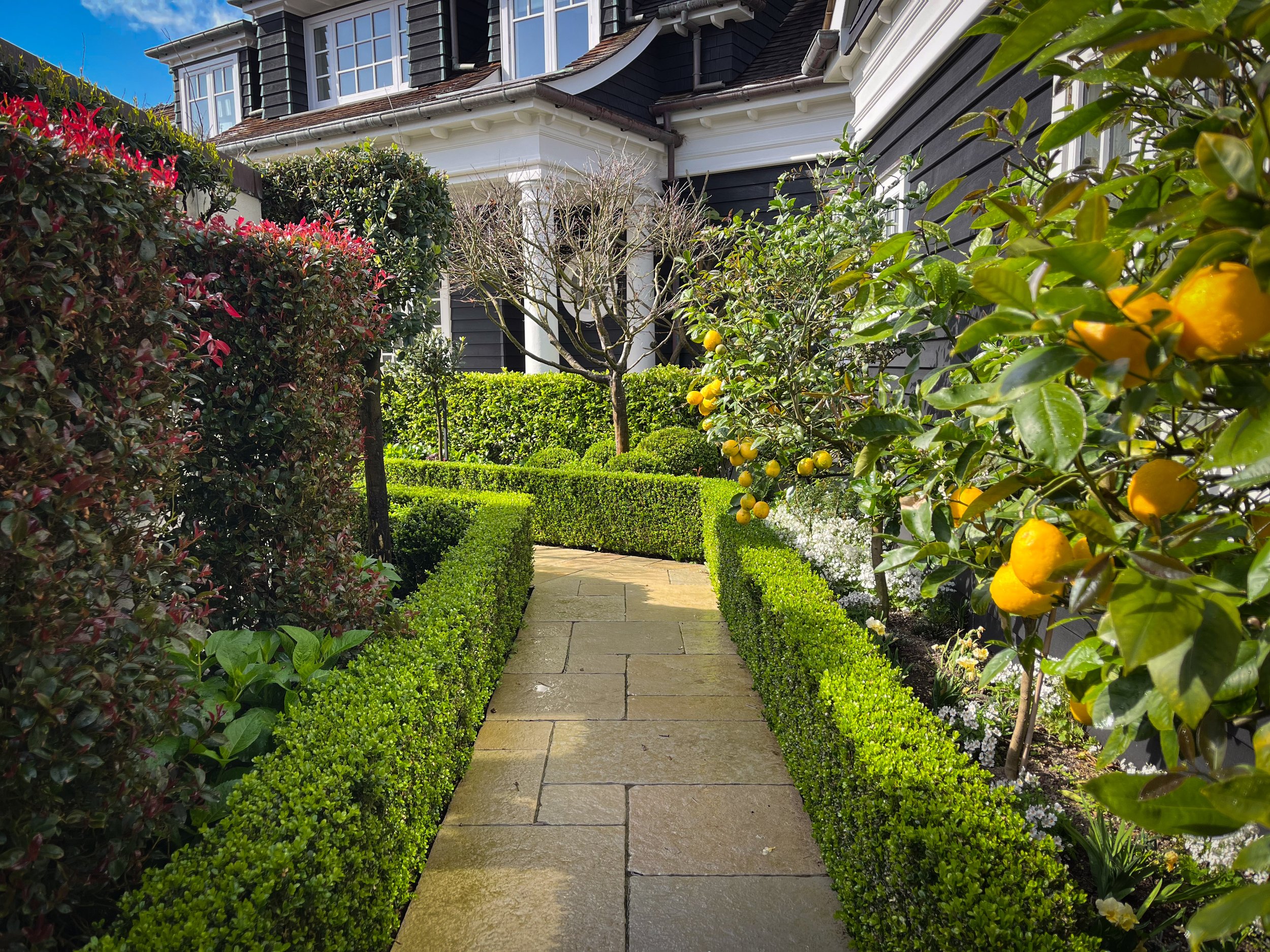 Buxus entry