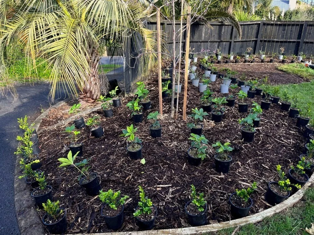 Garden with young plants in black and white pots, a large palm tree, and a black wooden fence.