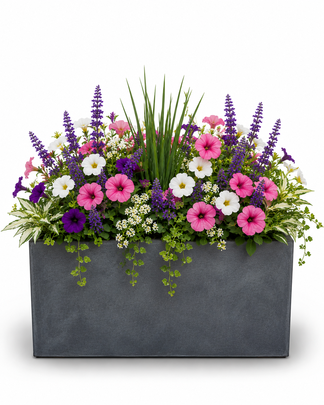 How Much Does Pot &amp; Plant Installation Cost in Auckland? 2026 Price Guide