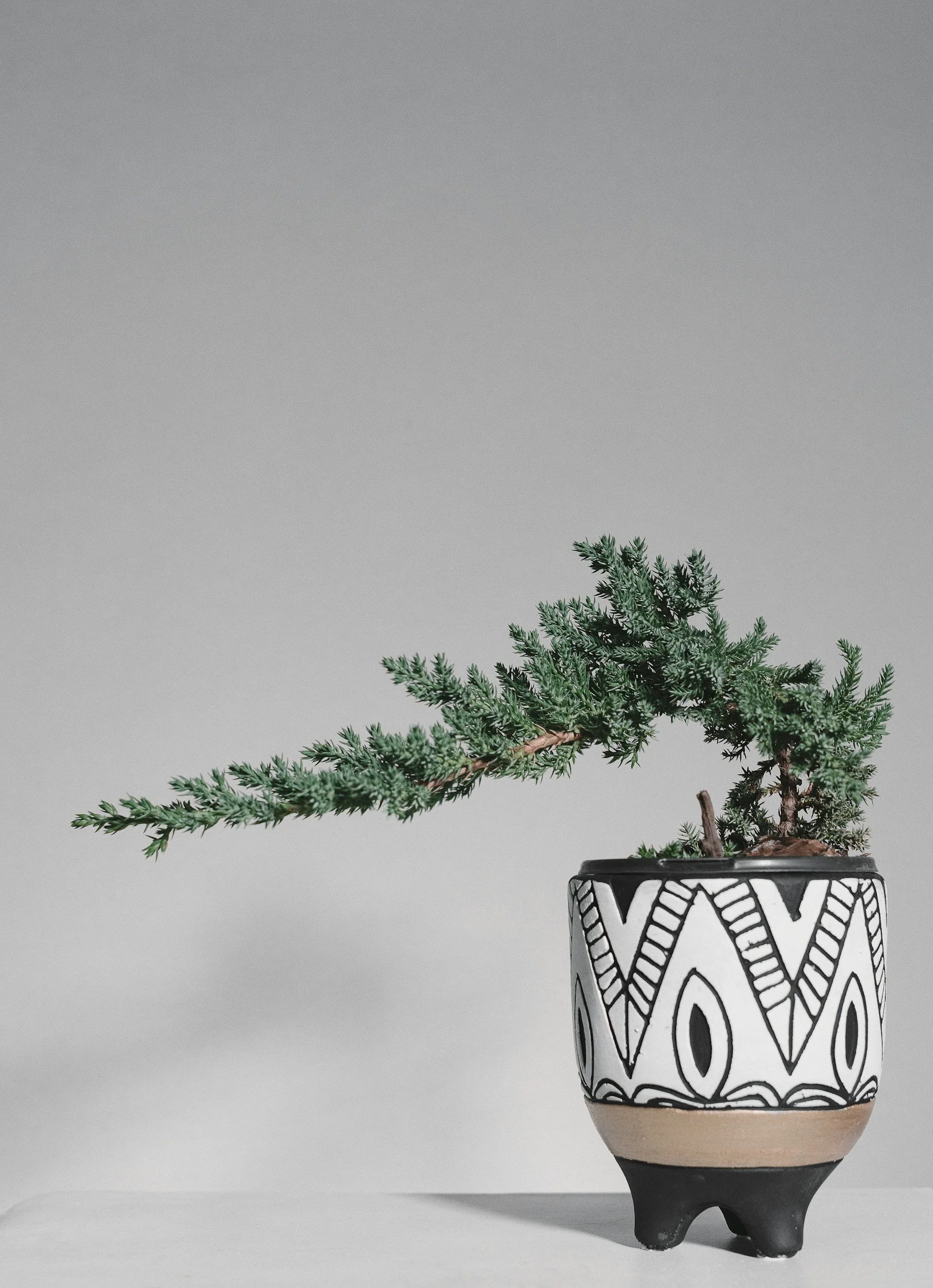 A potted green plant with small, needle-like leaves in a black, white, and natural-colored ceramic pot against a light gray background.