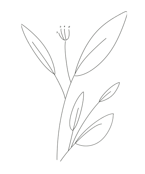 A simple outline drawing of a flowering plant with multiple leaves and a single flower at the top.