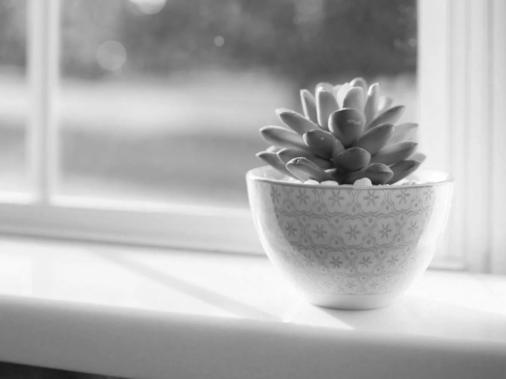 A potted succulent plant in a patterned white ceramic pot placed on a windowsill. The photo is in black and white with a blurred background outside the window.