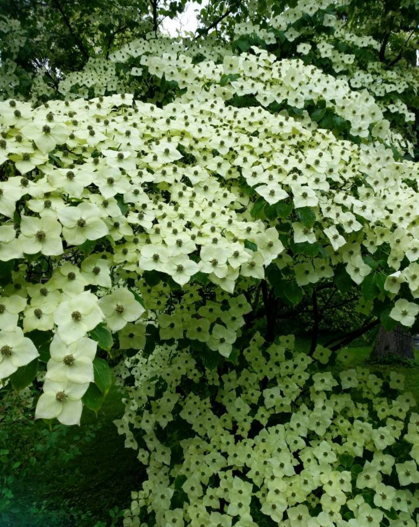 A bush covered with numerous white flowers with dark centers, densely packed on the branches, with green leaves visible underneath.