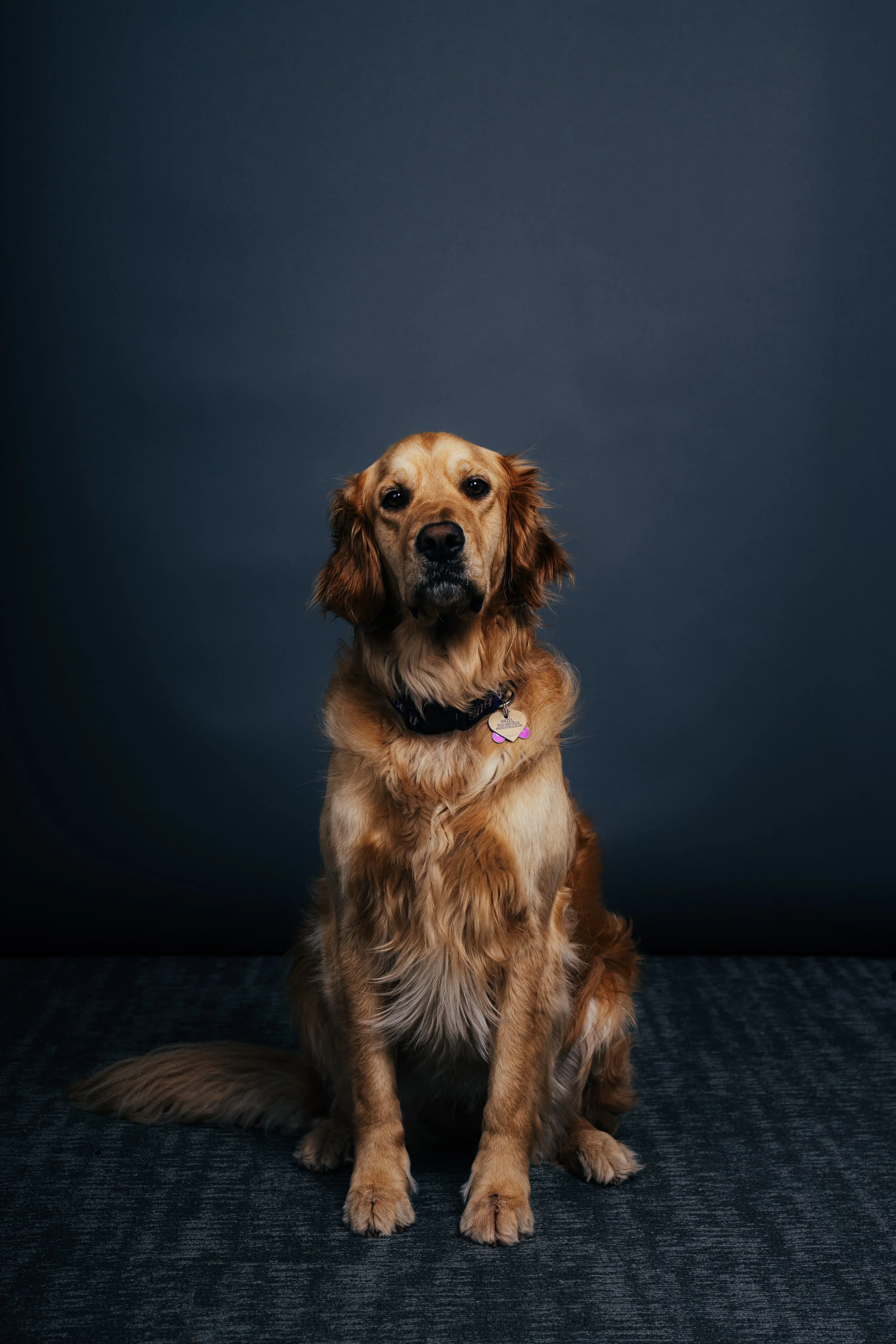 A golden retriever dog sitting on a dark carpet against a dark blue background, wearing a collar with a tag.