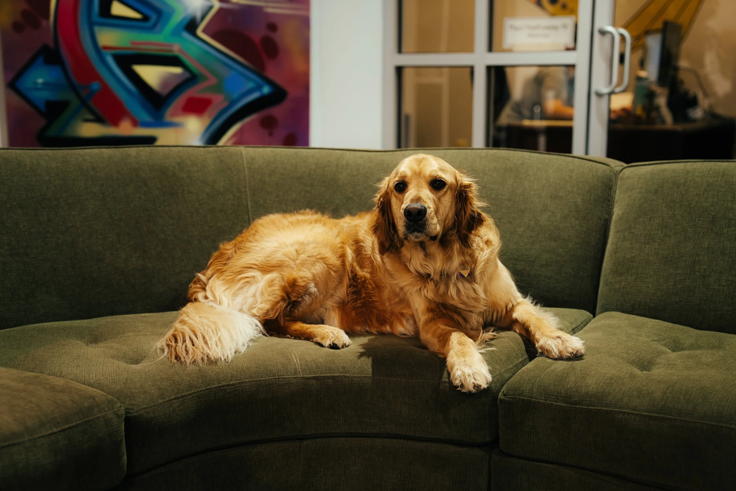 Golden retriever dog lying on a green sofa, with a colorful graffiti art piece and glass doors with metal handles in the background.
