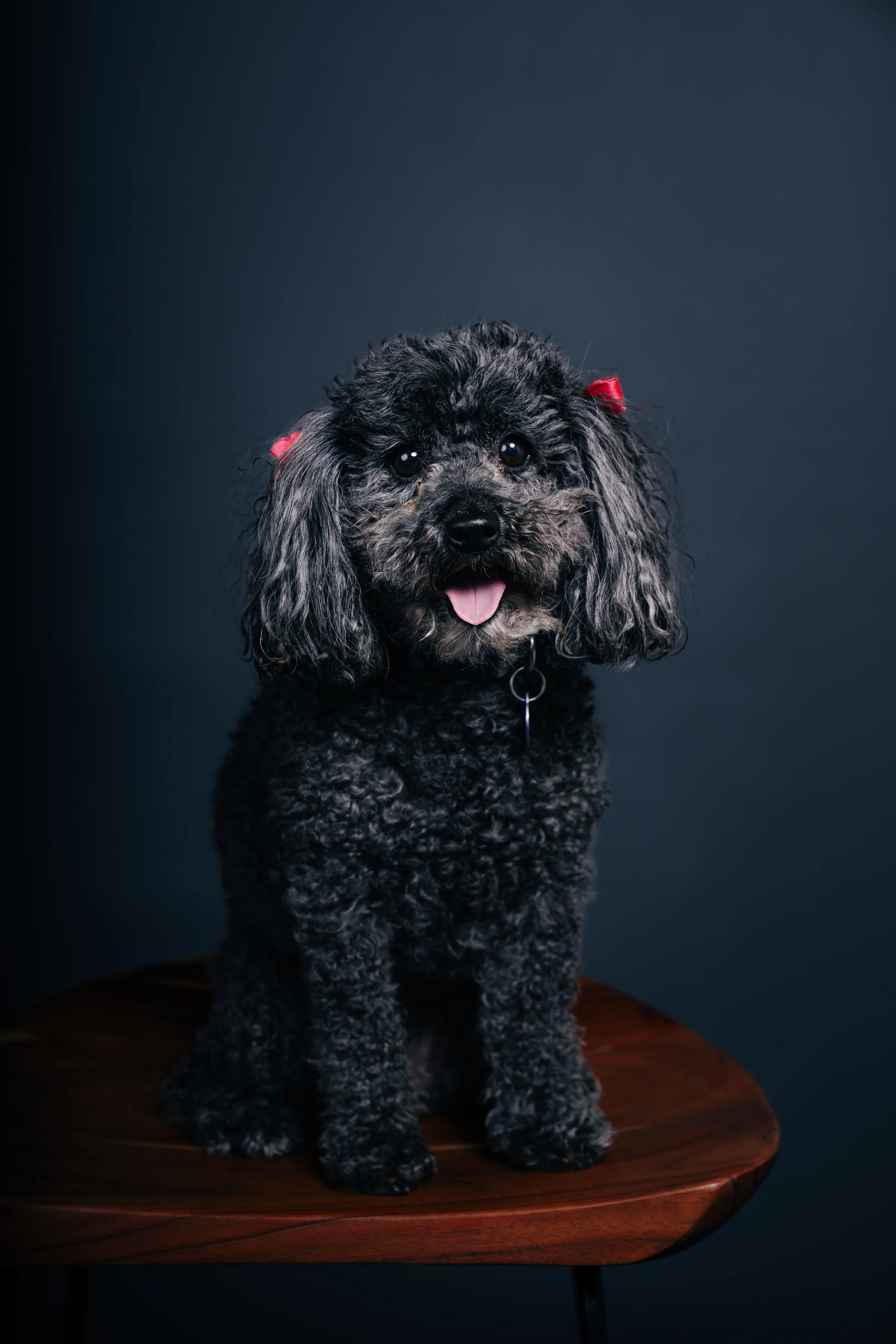 A black curly-haired dog with red bows on its ears, sitting on a wooden table against a dark background, with its tongue slightly sticking out.