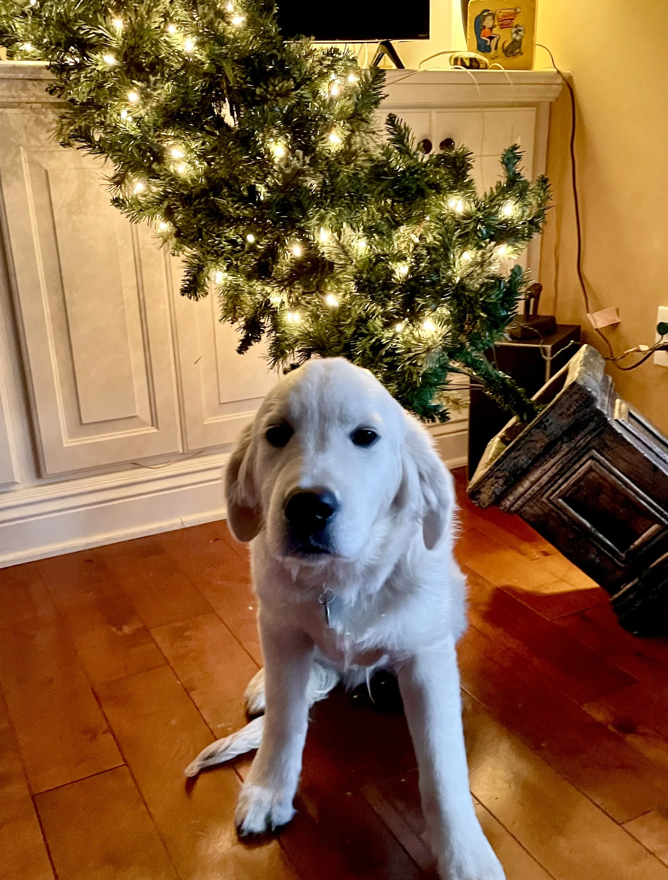 Walter Versus the Christmas Tree