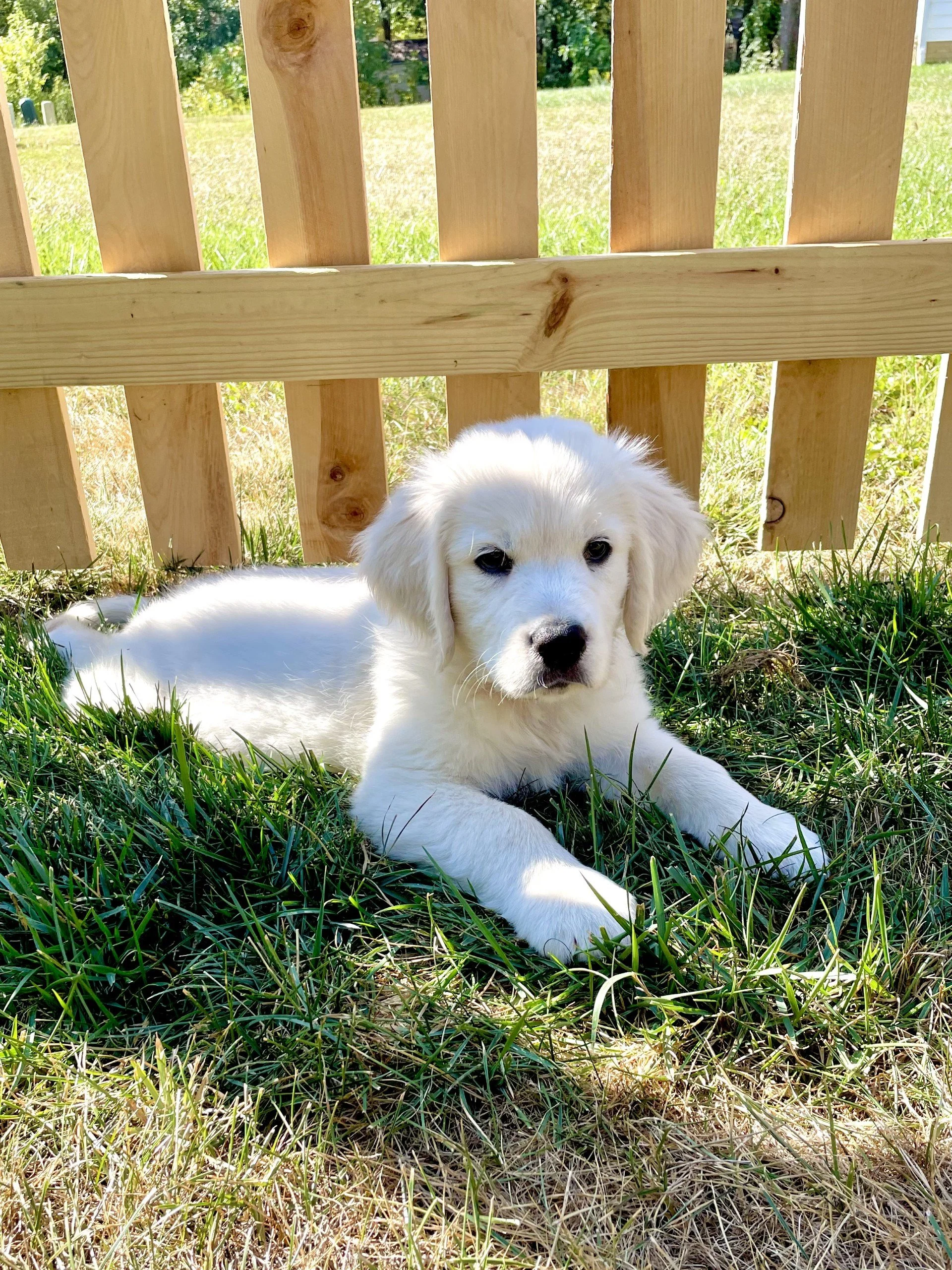 A white puppy with floppy ears lying on green grass beneath a wooden fence during daytime.