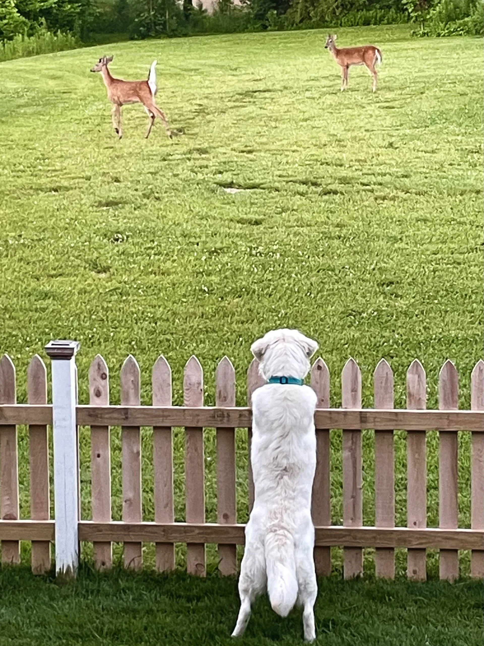 Walter Verses the Deer