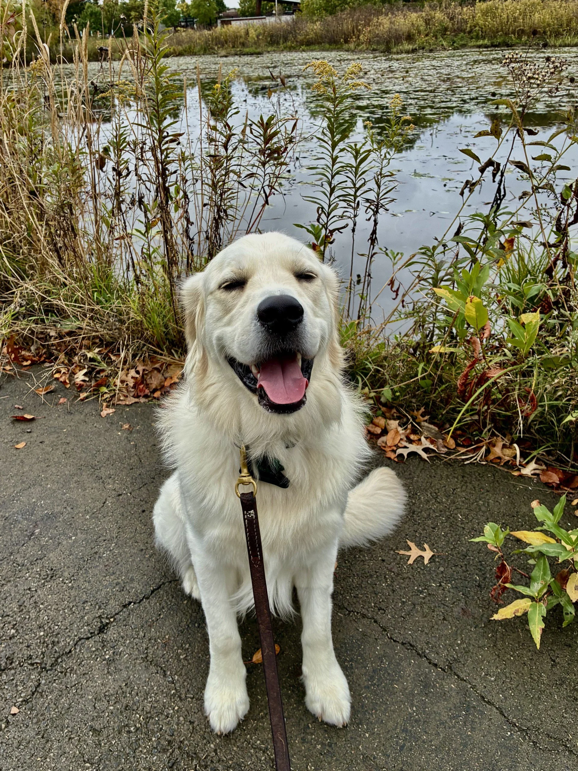 Even Therapy Dogs Need a Break