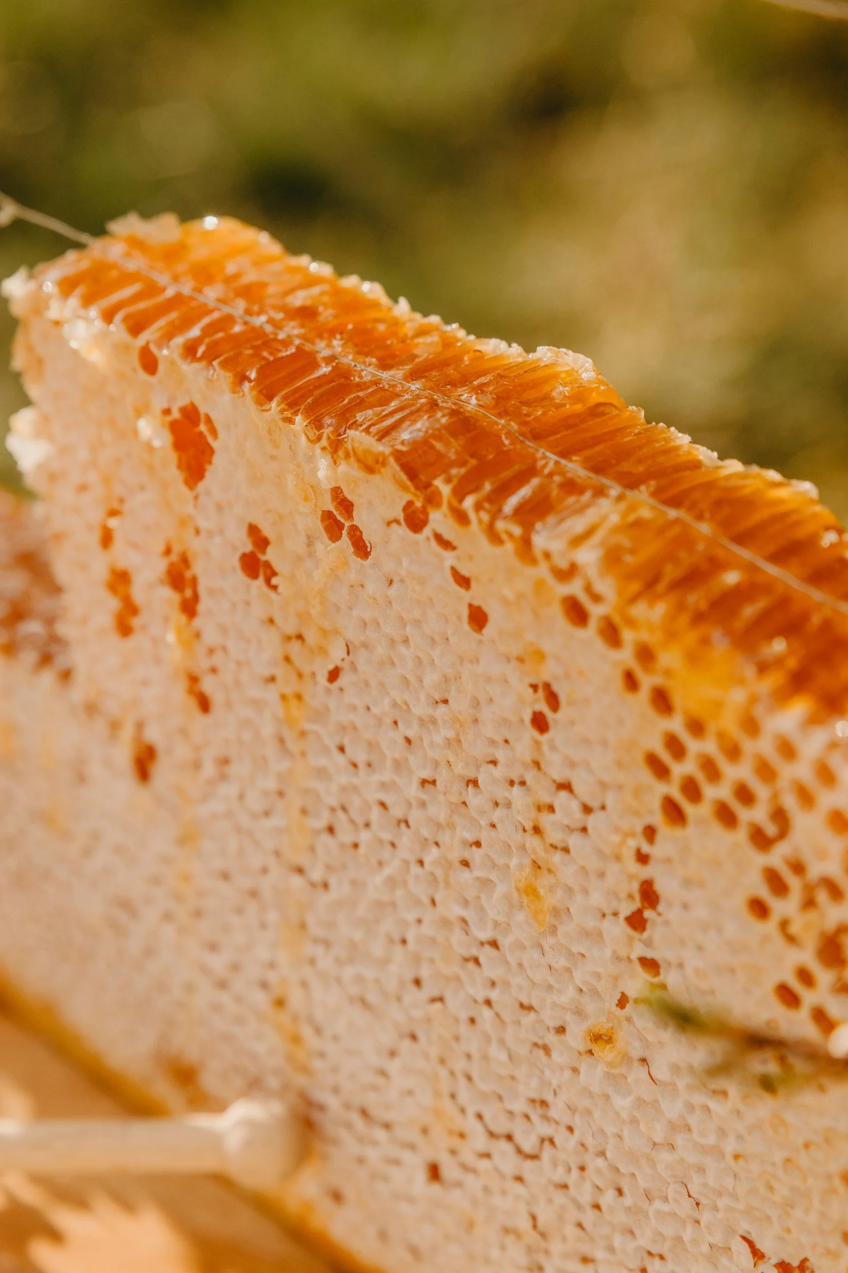 Close-up of raw honeycomb texture in warm light