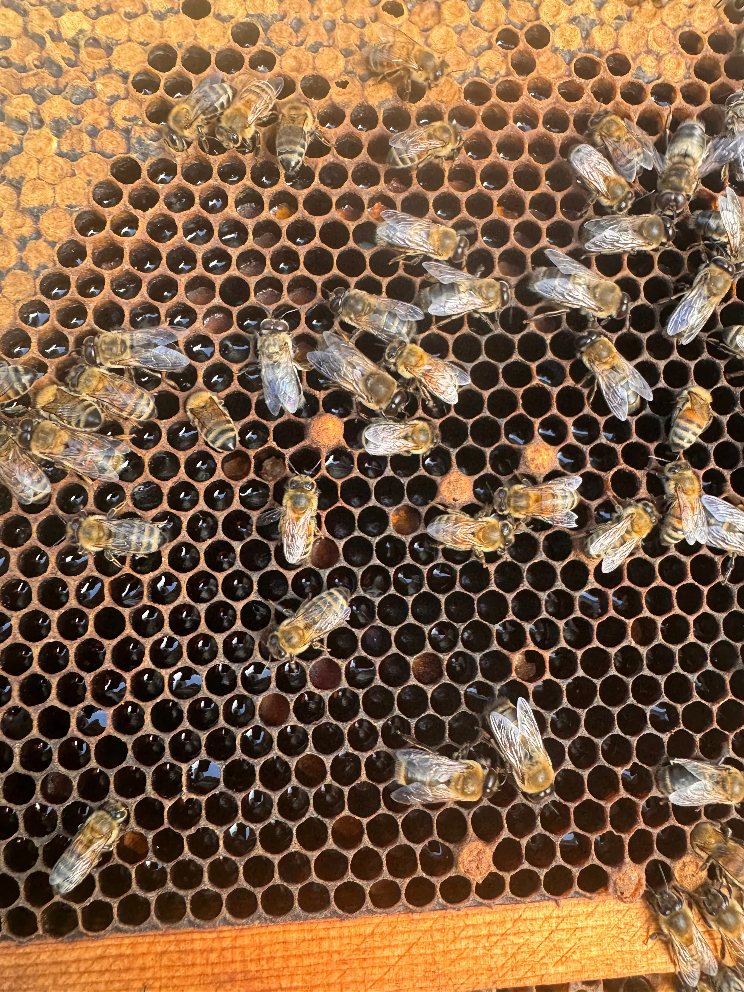 Closeup of bees and pollen in a beehive