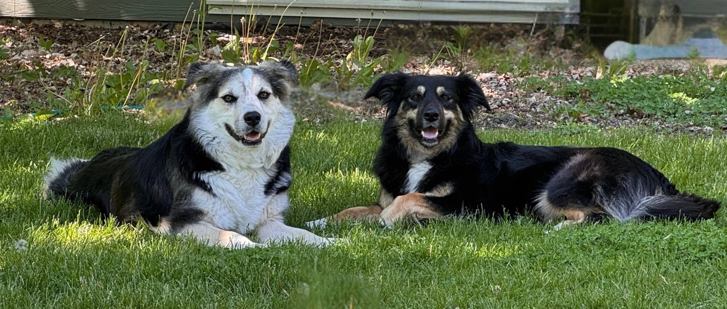 Two dogs lying together in the grass