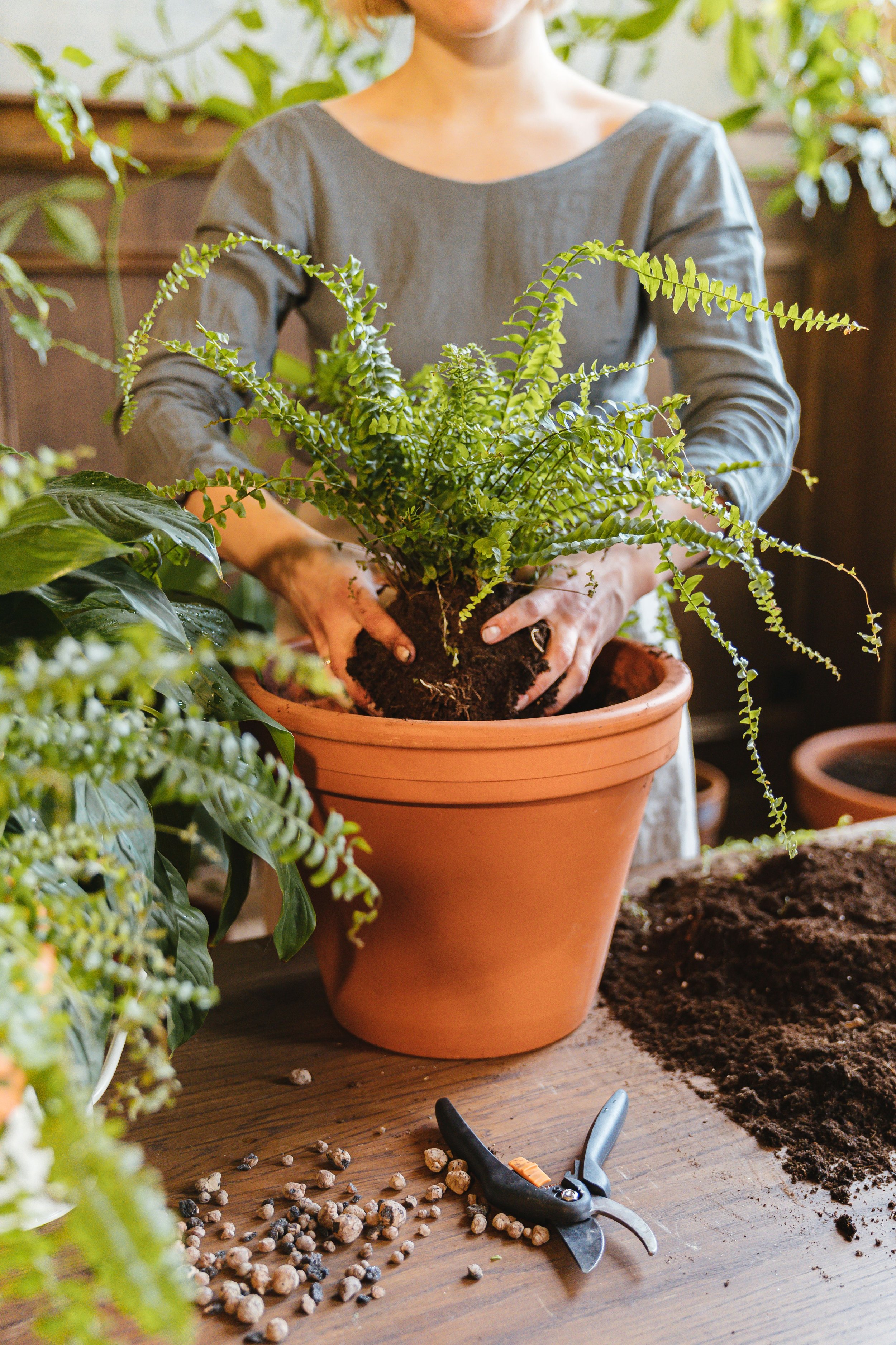 Hands repotting a fern into a terracotta pot