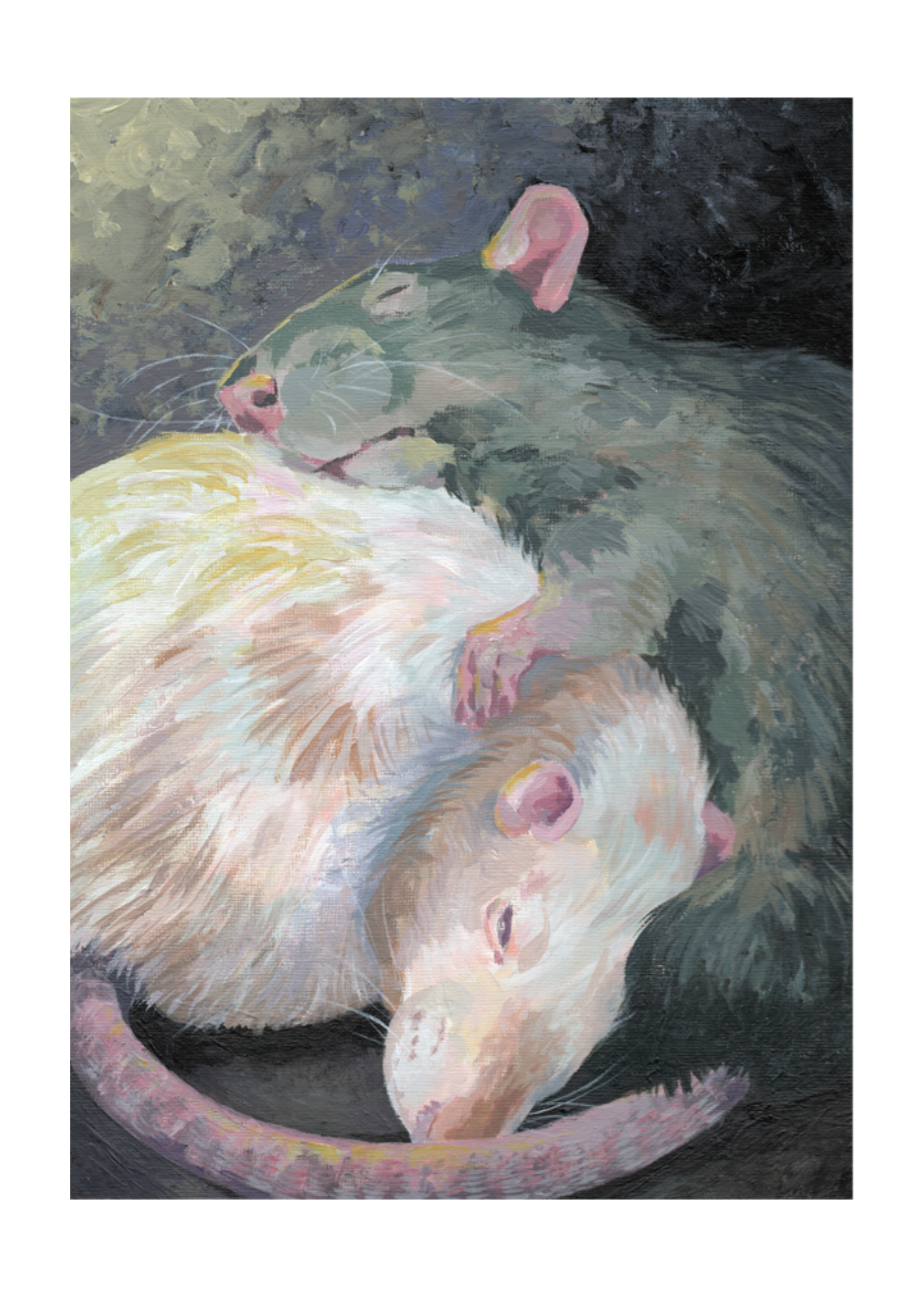 Cuddling Rats