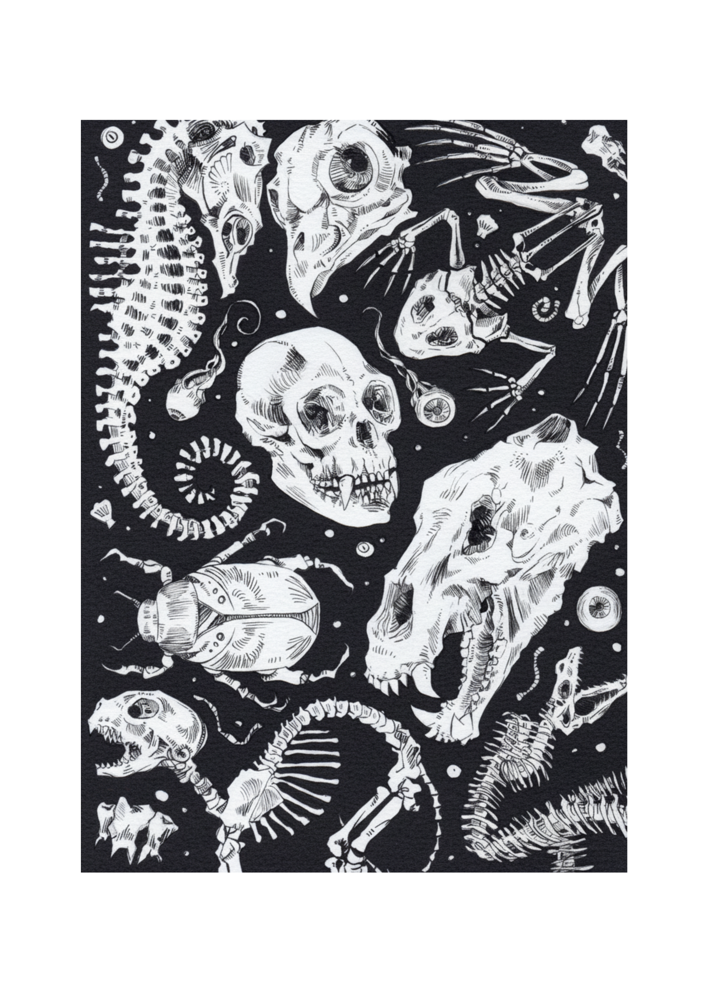 Beautiful Bones